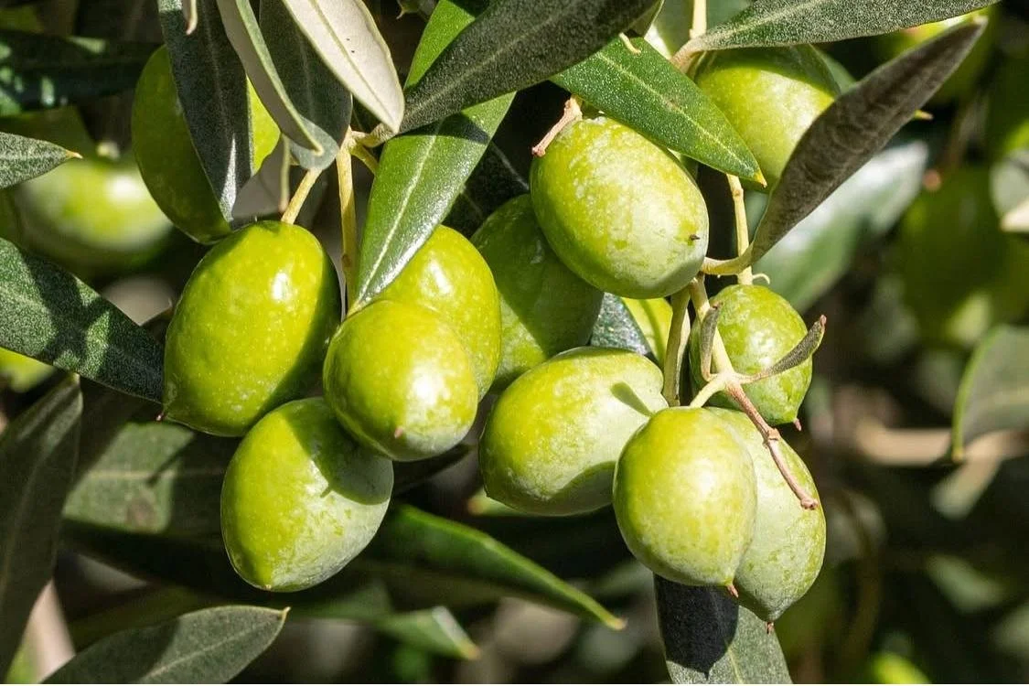 A close-up view of green olives growing on an olive tree with green leaves.