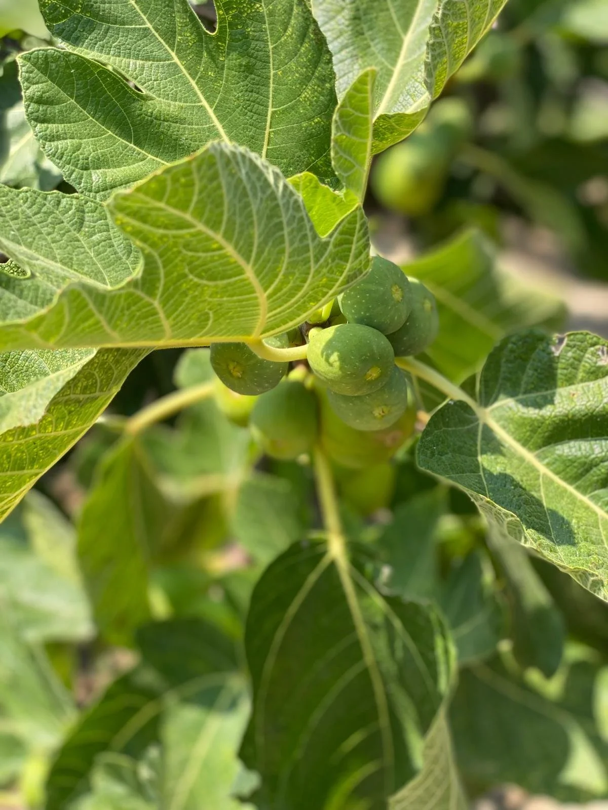 Close-up of green fig fruits growing on a fig tree surrounded by green leaves.