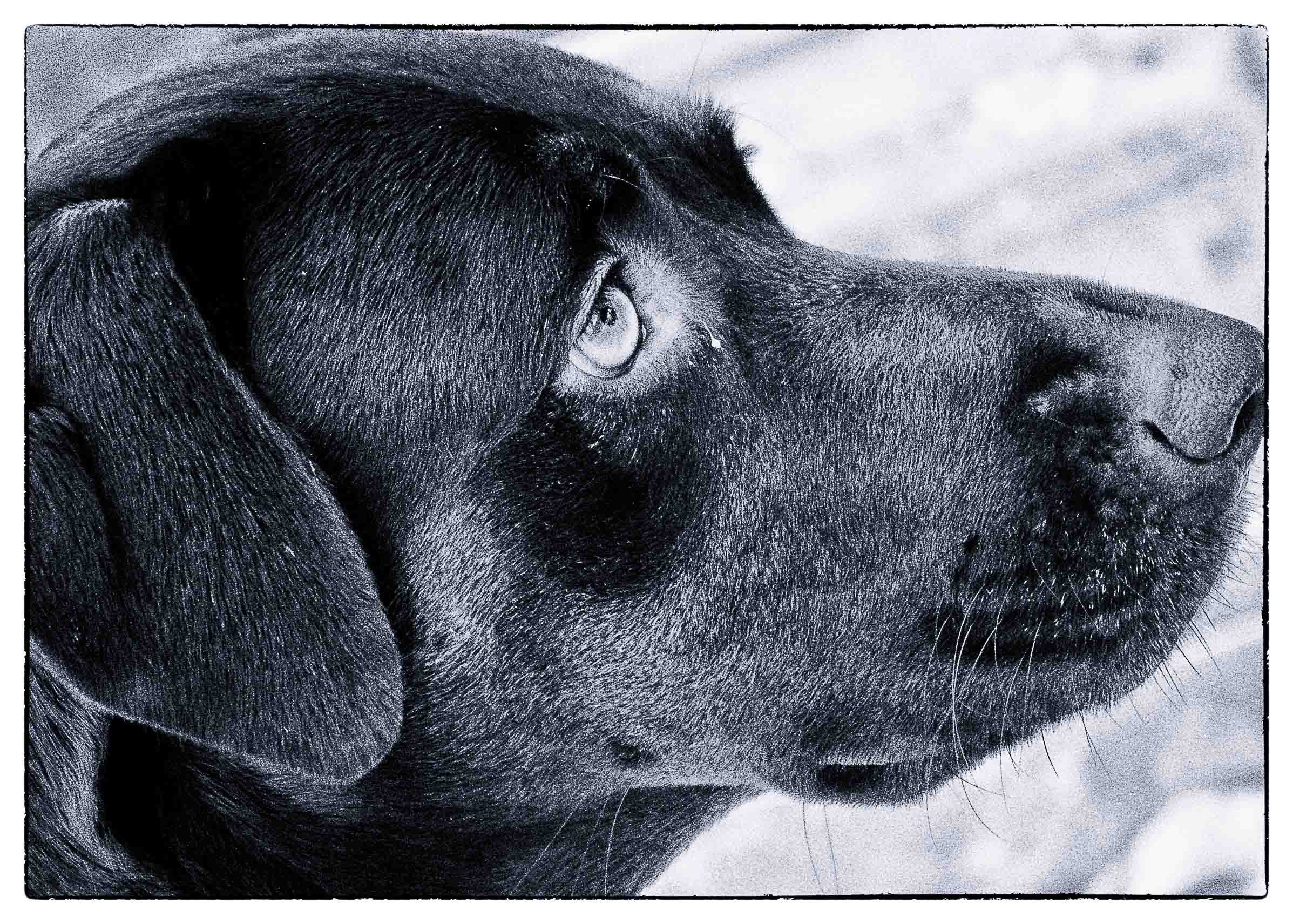 Infrared- "Sadie" Dog. Black. Portrait.  Gainesville, FL