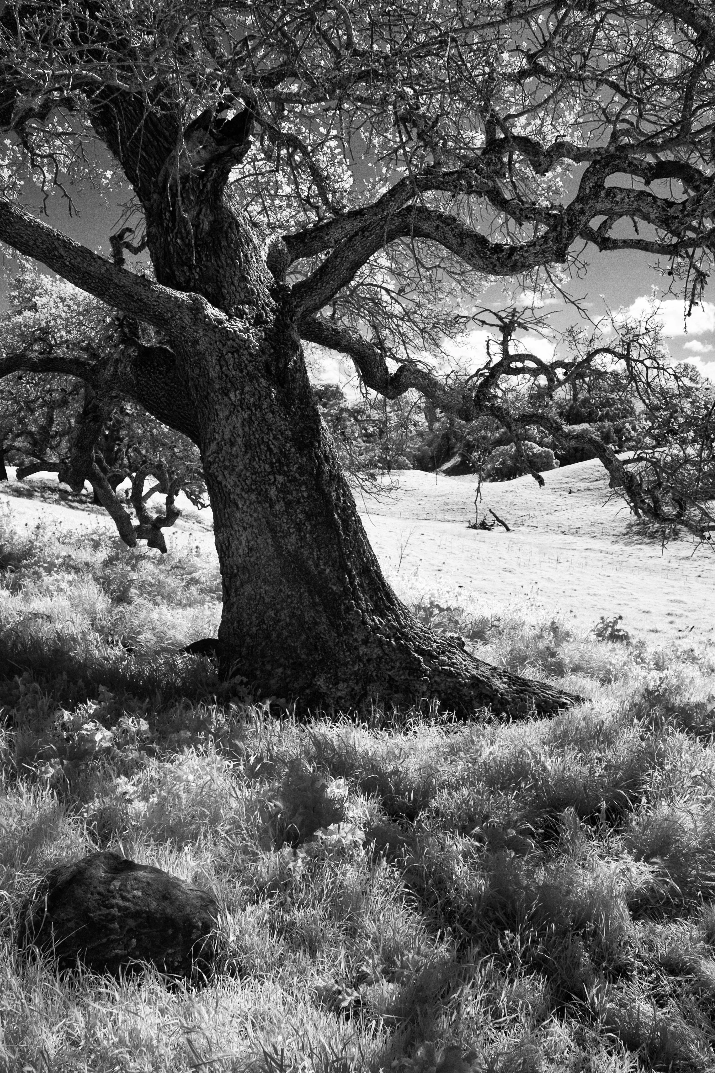 Infrared- "Oak Tree, Gilroy, CA" Field. Grass. Rock..