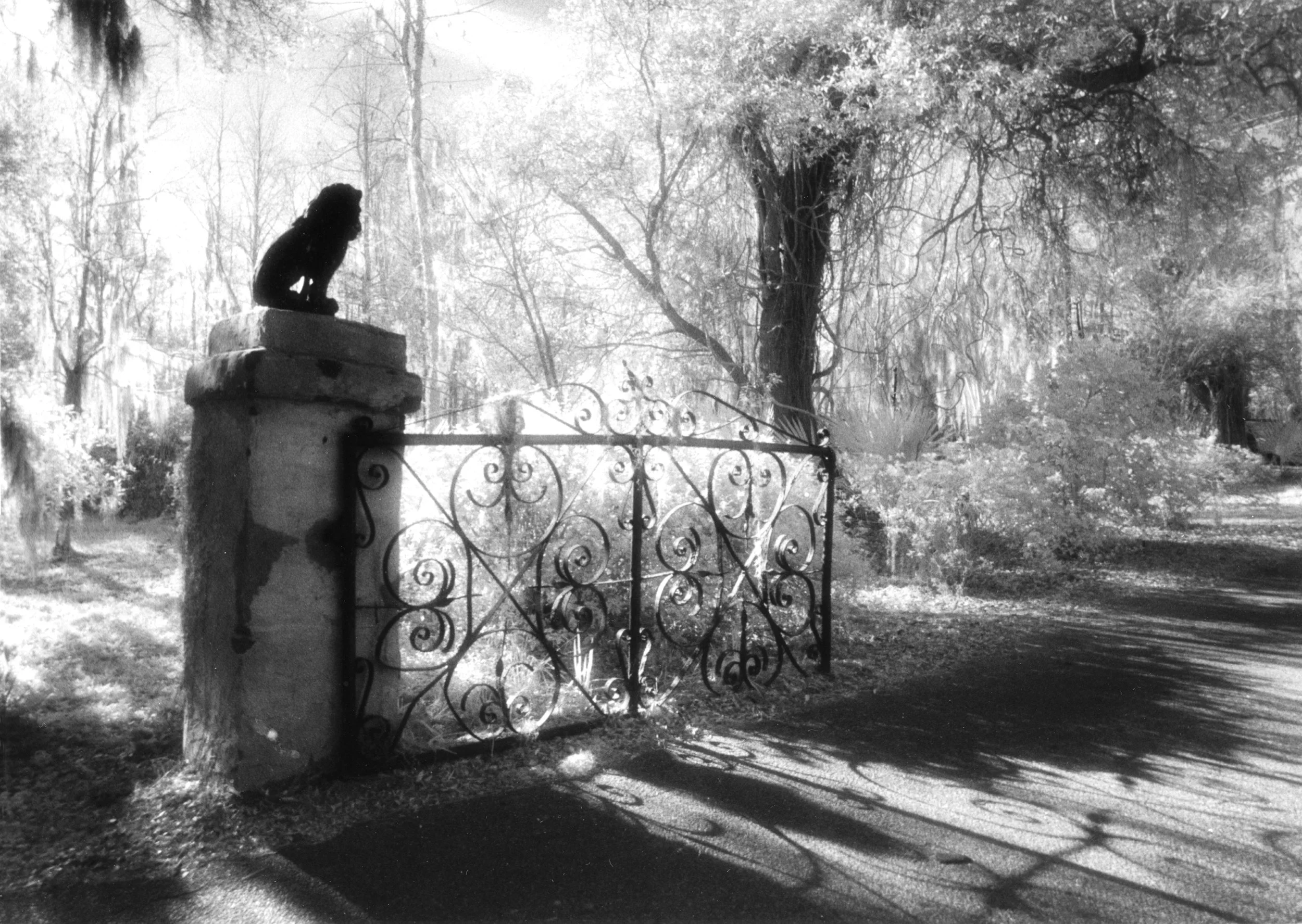 Infrared- "Morning  Welcome at Magnolia Plantation & Gardens" Wrought Iron. Gate.  Sunlight. Harsh Shadows. Charleston SC