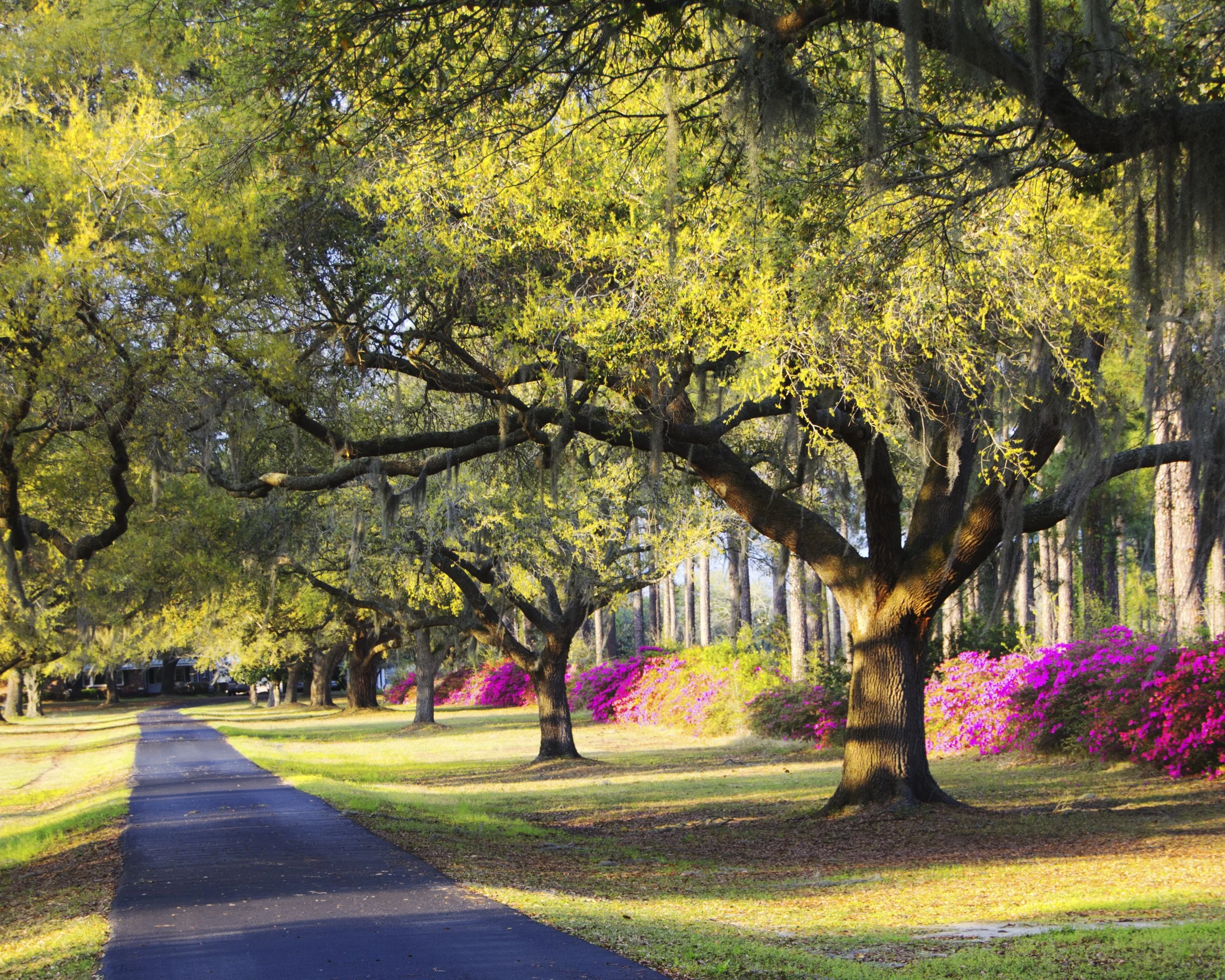 Simply Color- "Late Day Radiance in Grays Hill"  Beaufort County SC (Published in Beaufort County 2015 Annual Calendar in Support of Rural and Critical Lands 2015). Path. Trees. Bushes. Azaleas.