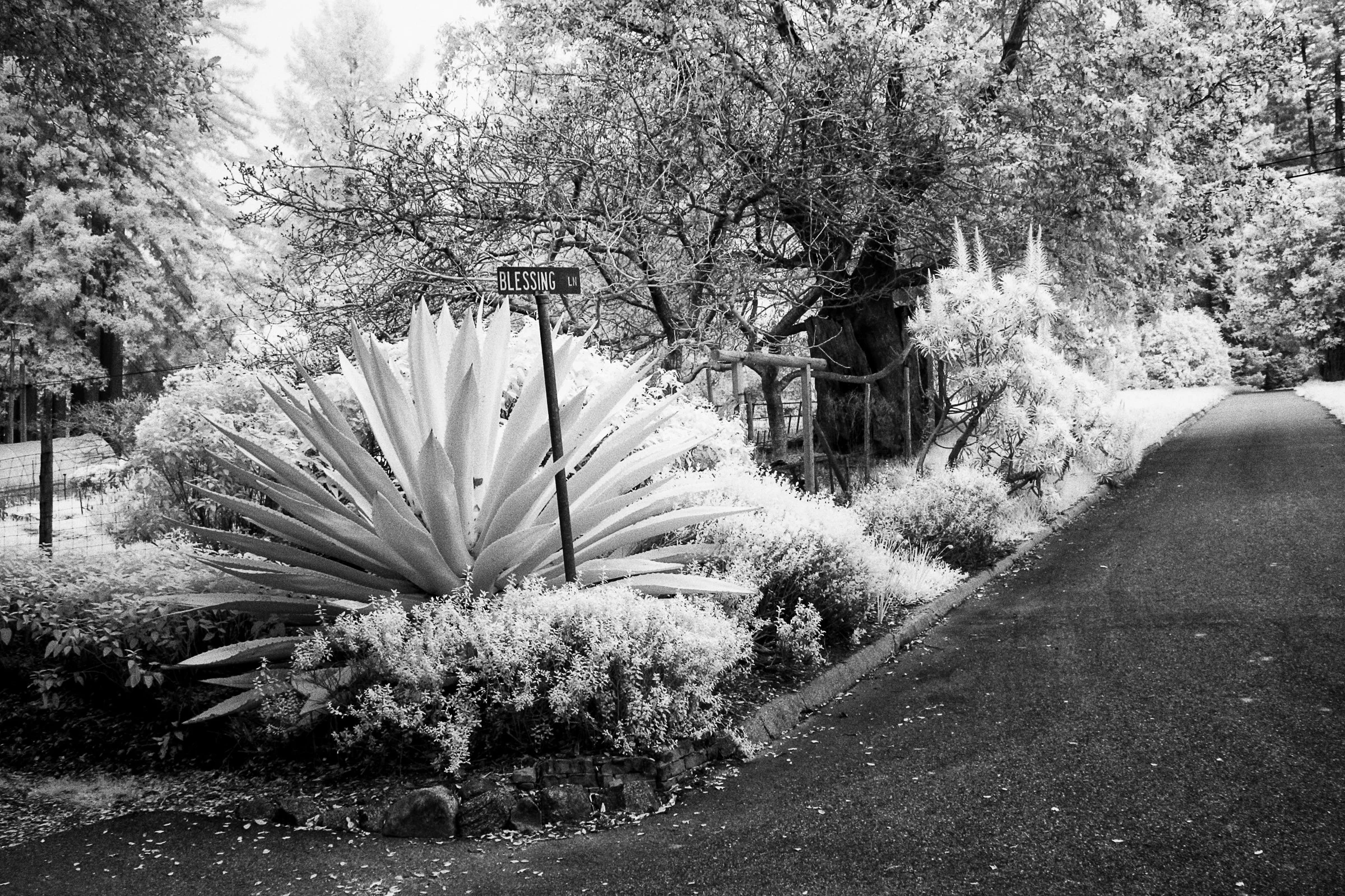 Infrared- "Blessing Lane, Santa Cruz, CA. Road, Street Sign, Corner. Garden.