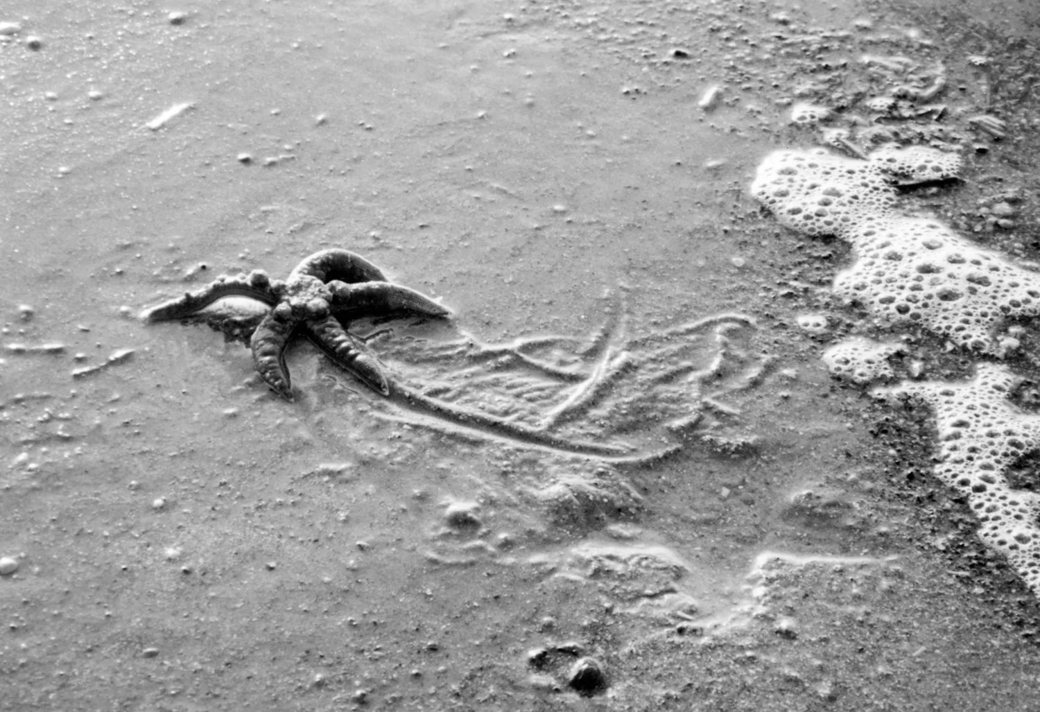 Classic B&W: "Moving Up" Starfish on Beach, Water. Foam. Beaufort County, SC