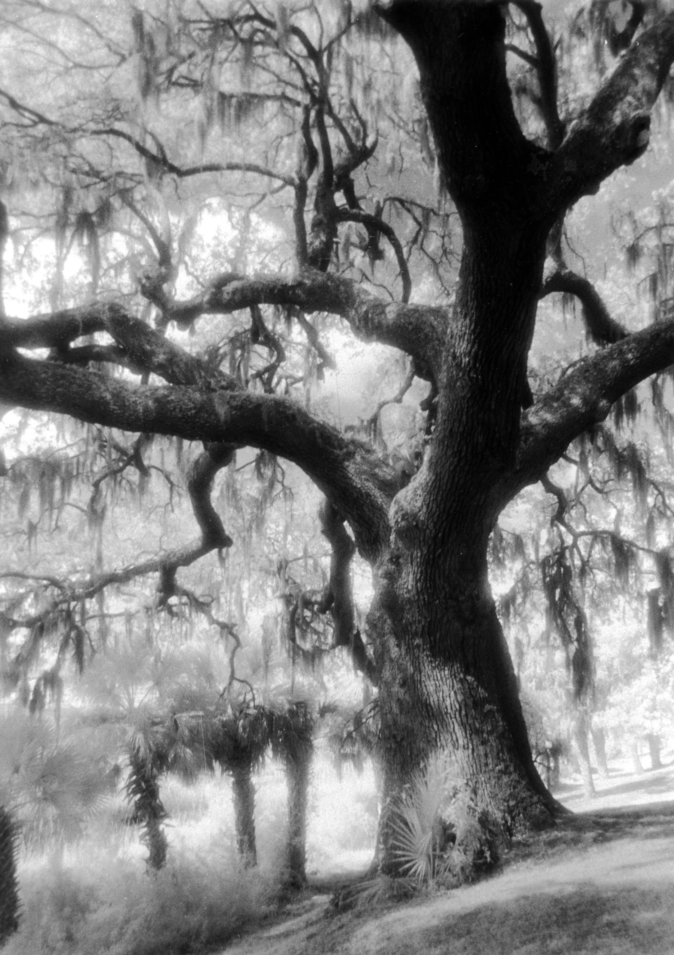 Infrared- "Bay  Street Live Oak Tree" Bluff. Palmetto Trees. Marsh. Downtown Beaufort SC