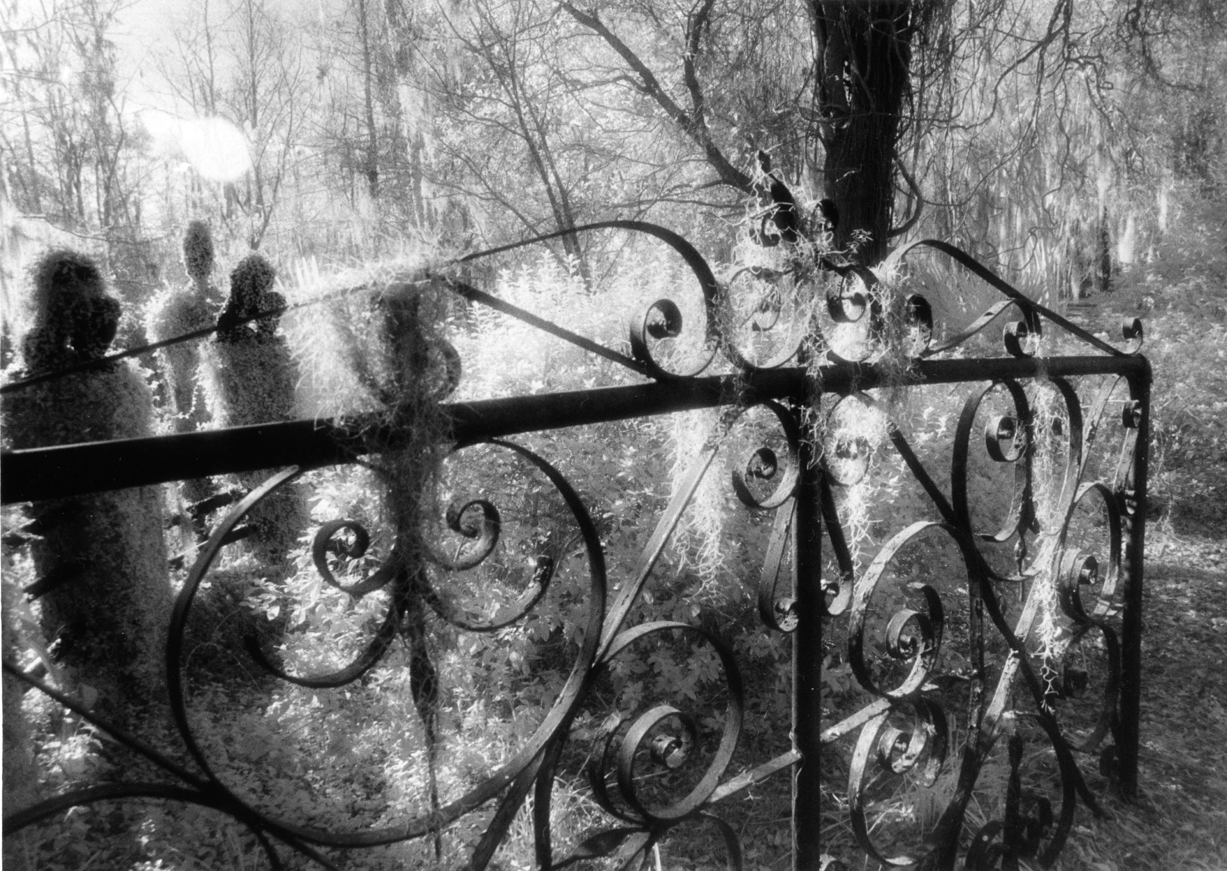 Infrared- "Iron and Moss Aglow" Wrought Iron Gate. Harsh Sunlight. Magnolia Plantation & Gardens, Charleston SC