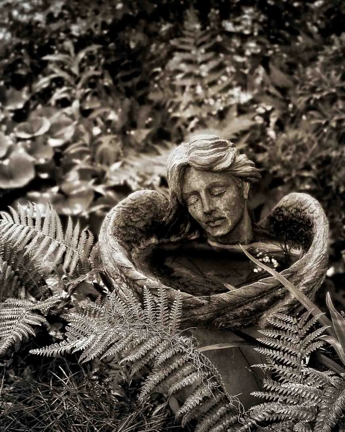 Classic B&W: "Angel Sleep" Sepia. Statuary. Wings. Woman. Curved. Water. Birdbath. Garden. Beaufort  SC