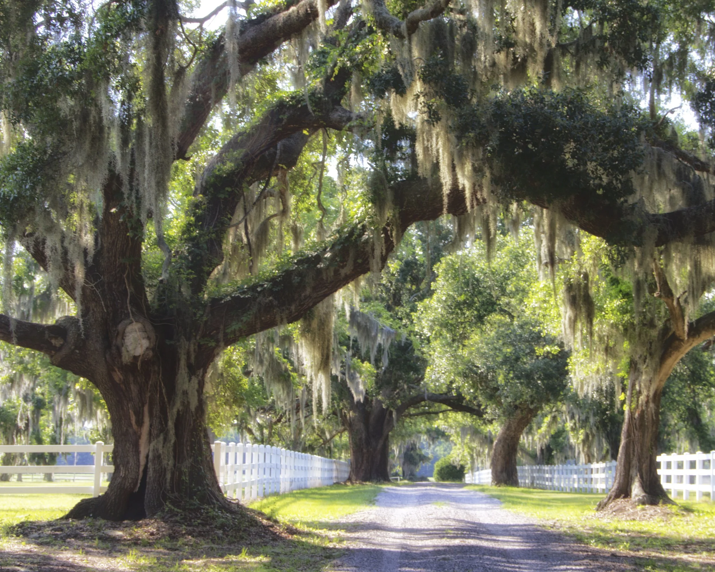 Simply Color- "Alley of Trees" St. Helena Island SC (Published in Beaufort County  2015 Annual Calendar in Support of Rural and Critical Lands 2015). Live Oaks. Fence. White. Dirt. Road.