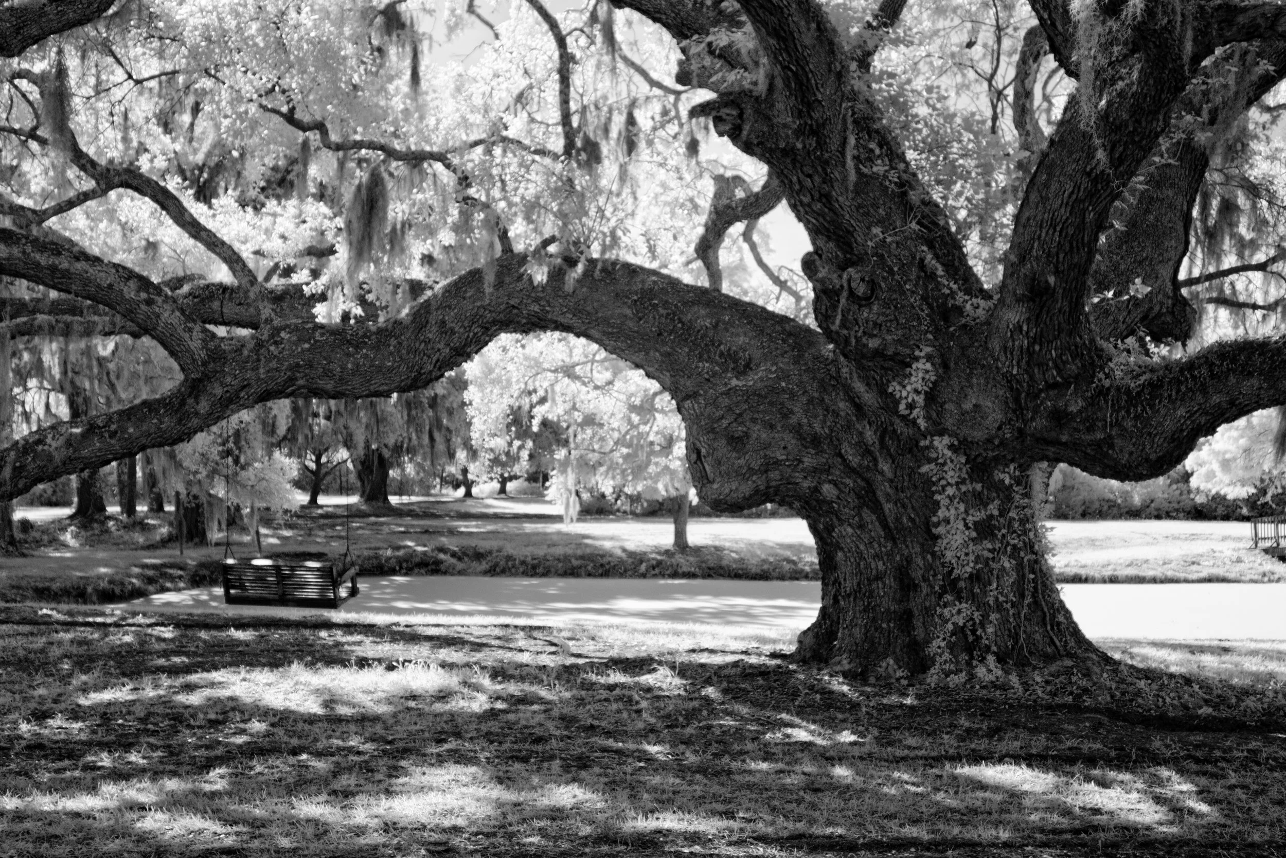 Infrared- "Oak & Swing at Agape Oaks" Pond. Giant Tree. Live Oak. Saint Helena Island, SC