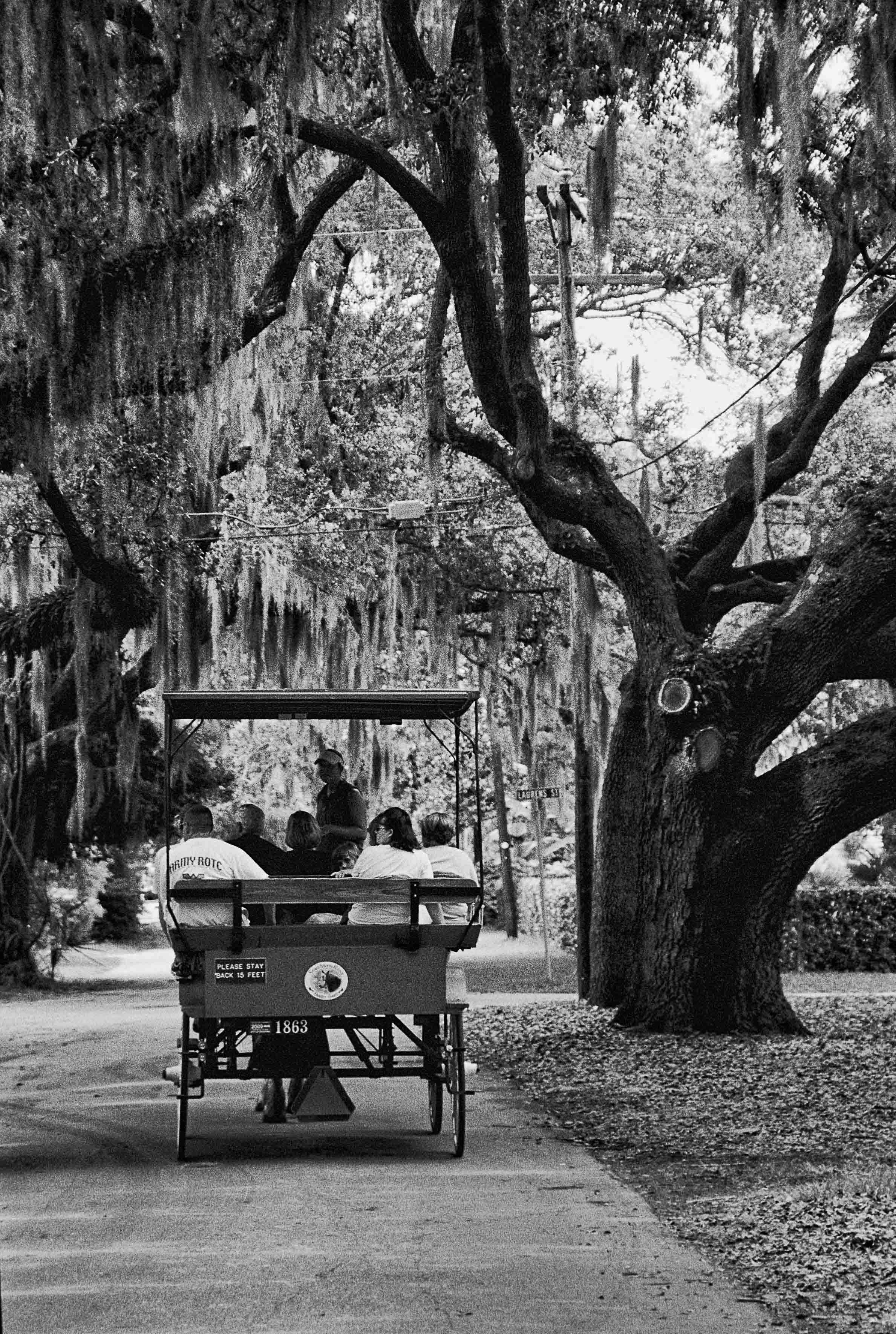 Classic B&W: "Carriage on 'the  Point'"  Horse Drawn Carriage. People. Street. Live Oak. Trees. Downtown. Beaufort SC