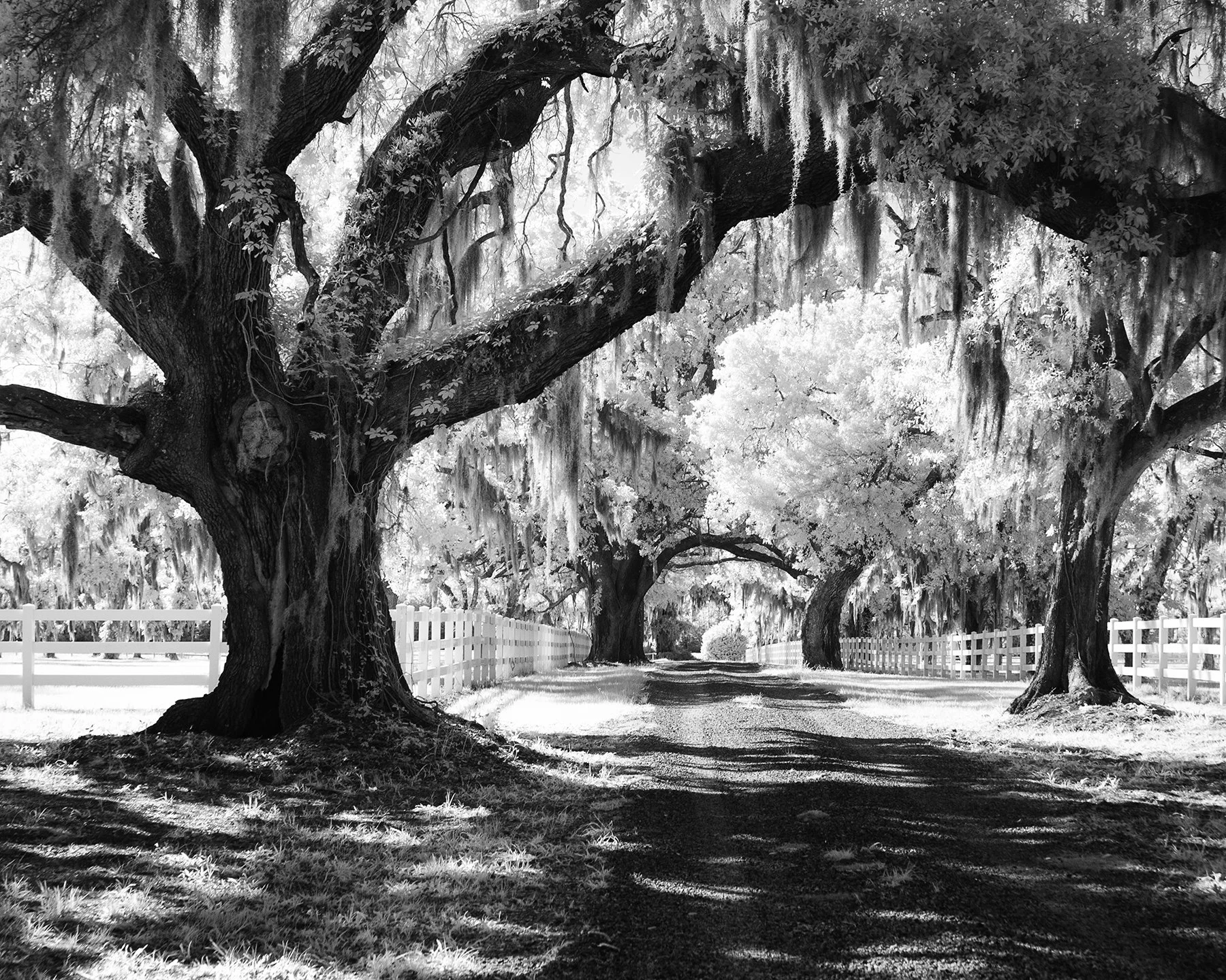 Infrared- "Avenue of Oaks Agape Events" Road. White Fence. Saint Helena Island, SC