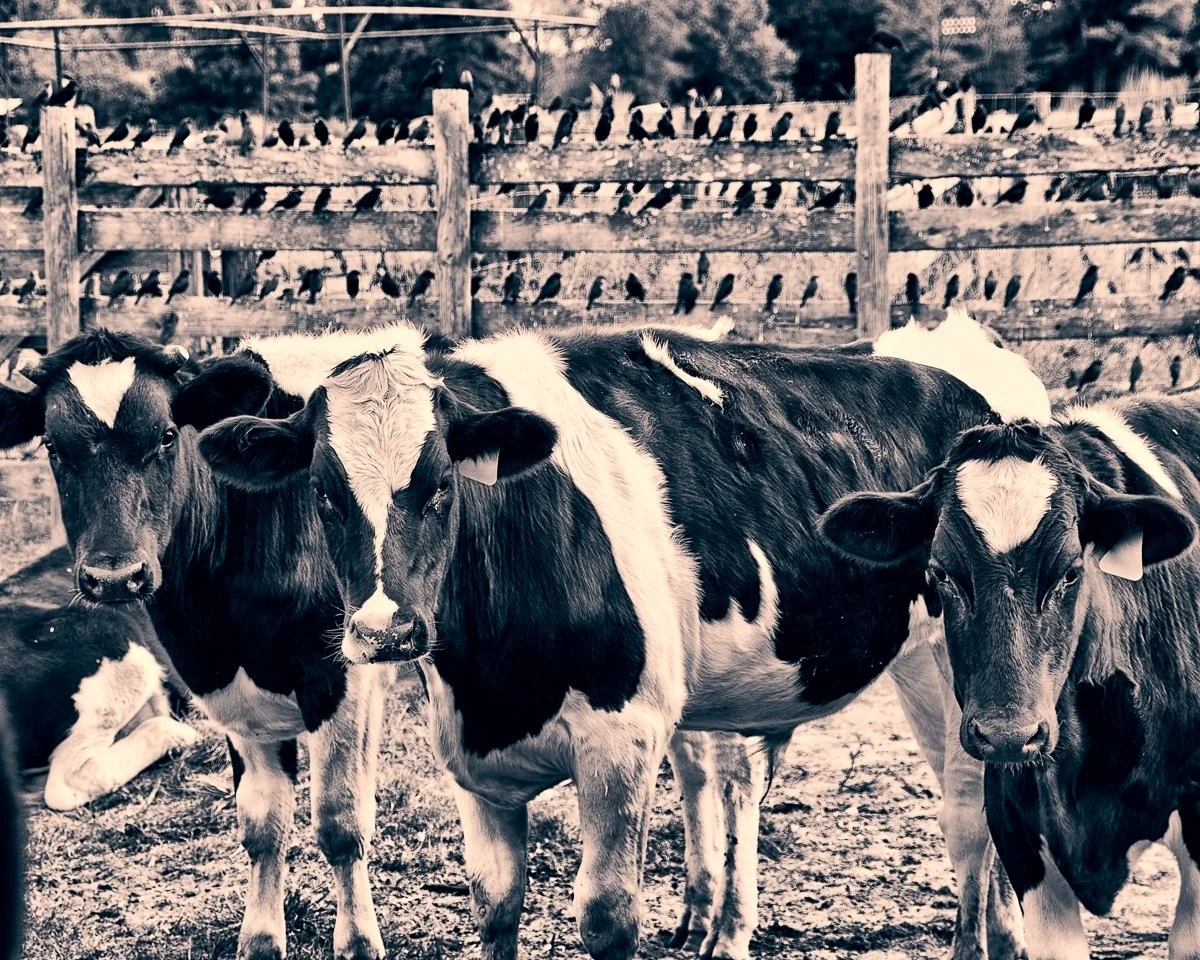 Classic B&W: "Three Besses" Cows. Birds. Rows. Fence. Sepia. Northern SC