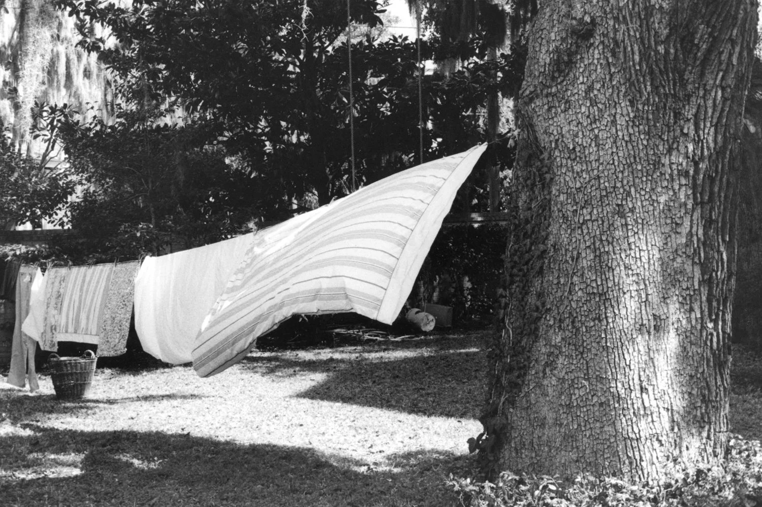 Classic B&W: "Monday's Wash" Laundry Line, Live Oak, Beaufort SC