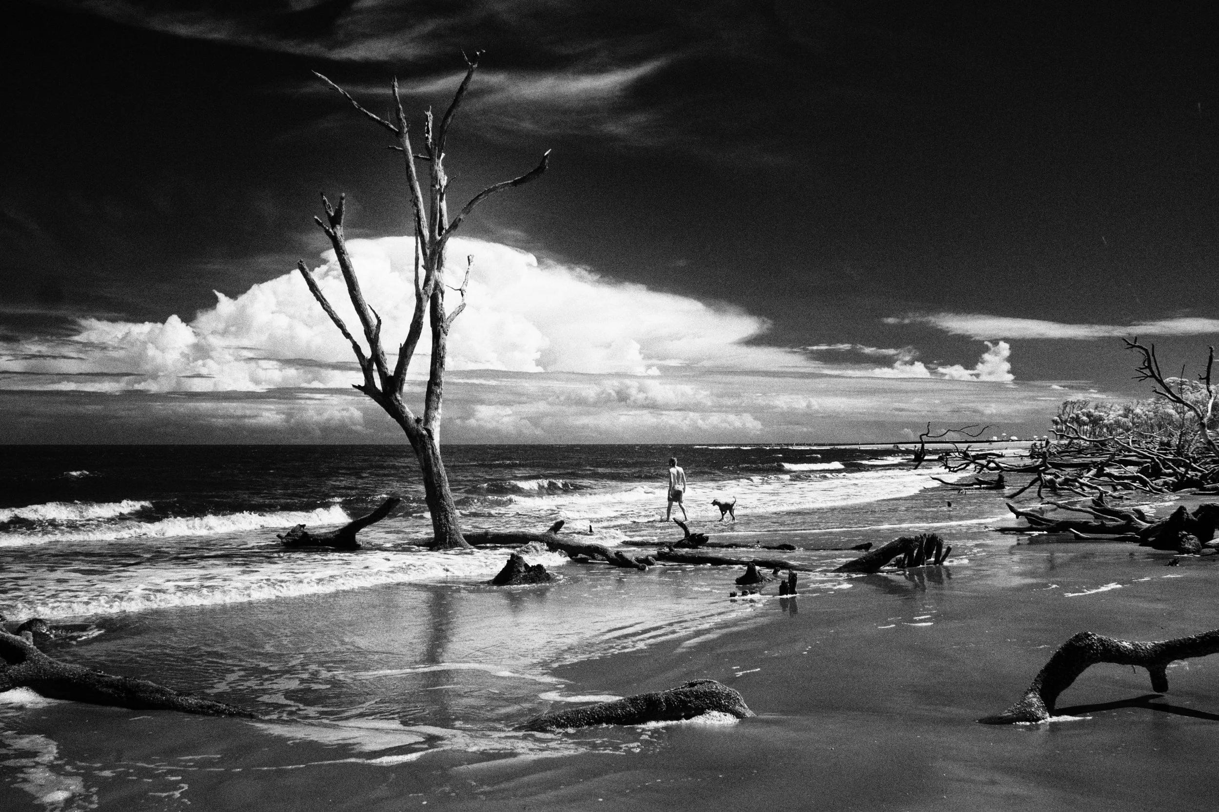 Infrared- "Just Another Day on Hunting Island Beach" Man and Dog, Boneyard Beach. Driftwood. Dead Trees. State Park. Beaufort County, SC