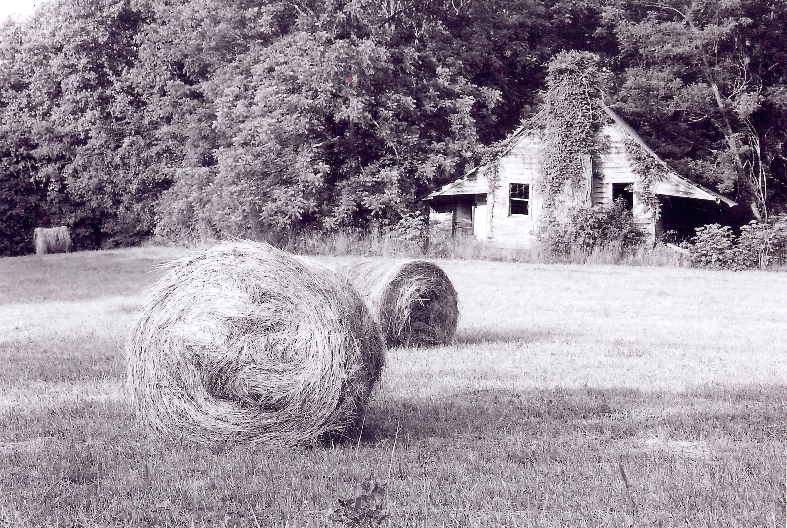 Classic B&W: "North Georgia Hay Bales" Field. Wood. Shack. Kudzu. Vines. Blairsville, GA