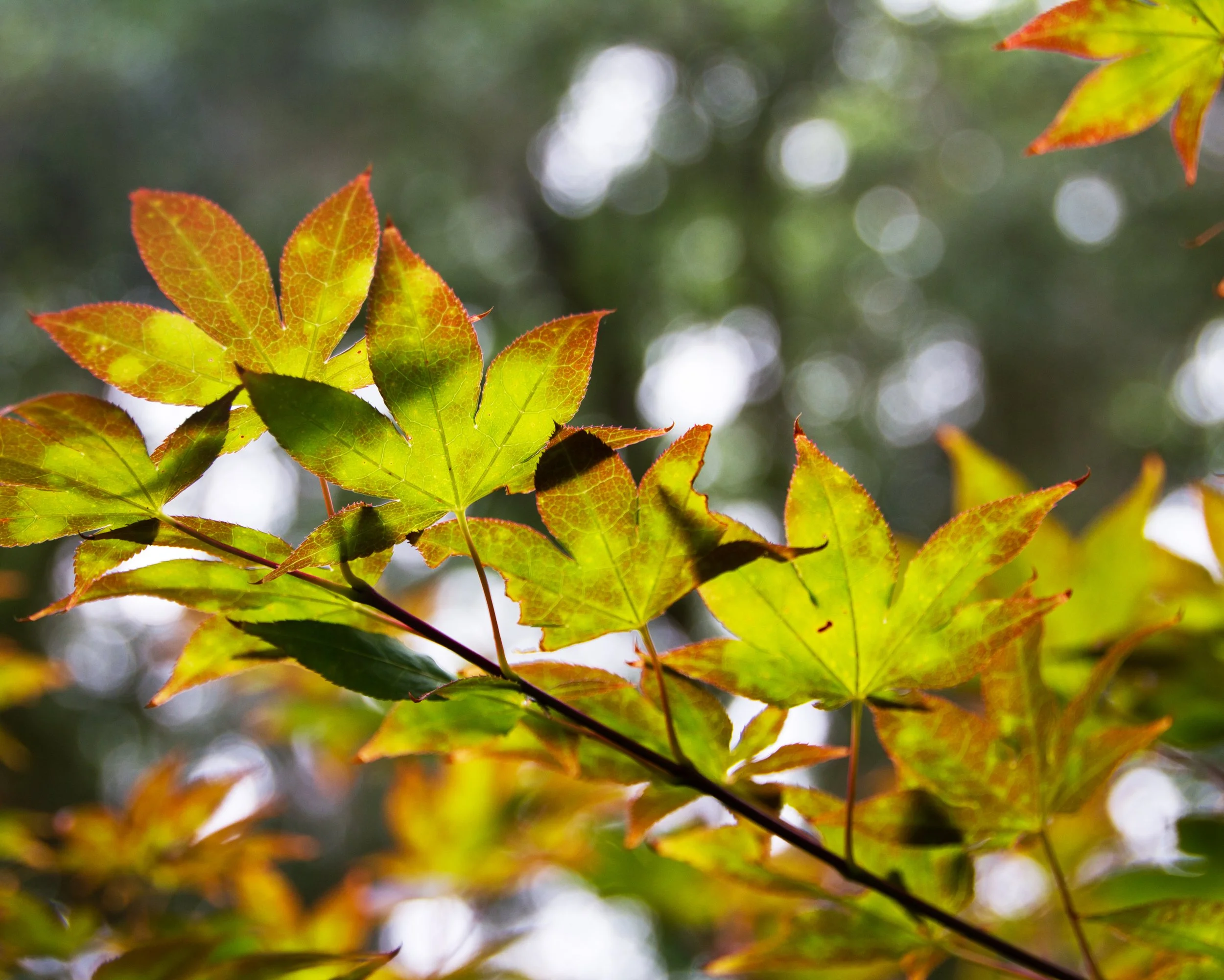 Simply Color- ""Reach for It" Green and Brown Leaves Beaufort Garden-A-Day, SC (Published in Beaufort County 2015 Annual Calendar in Support of Rural and Critical Lands)