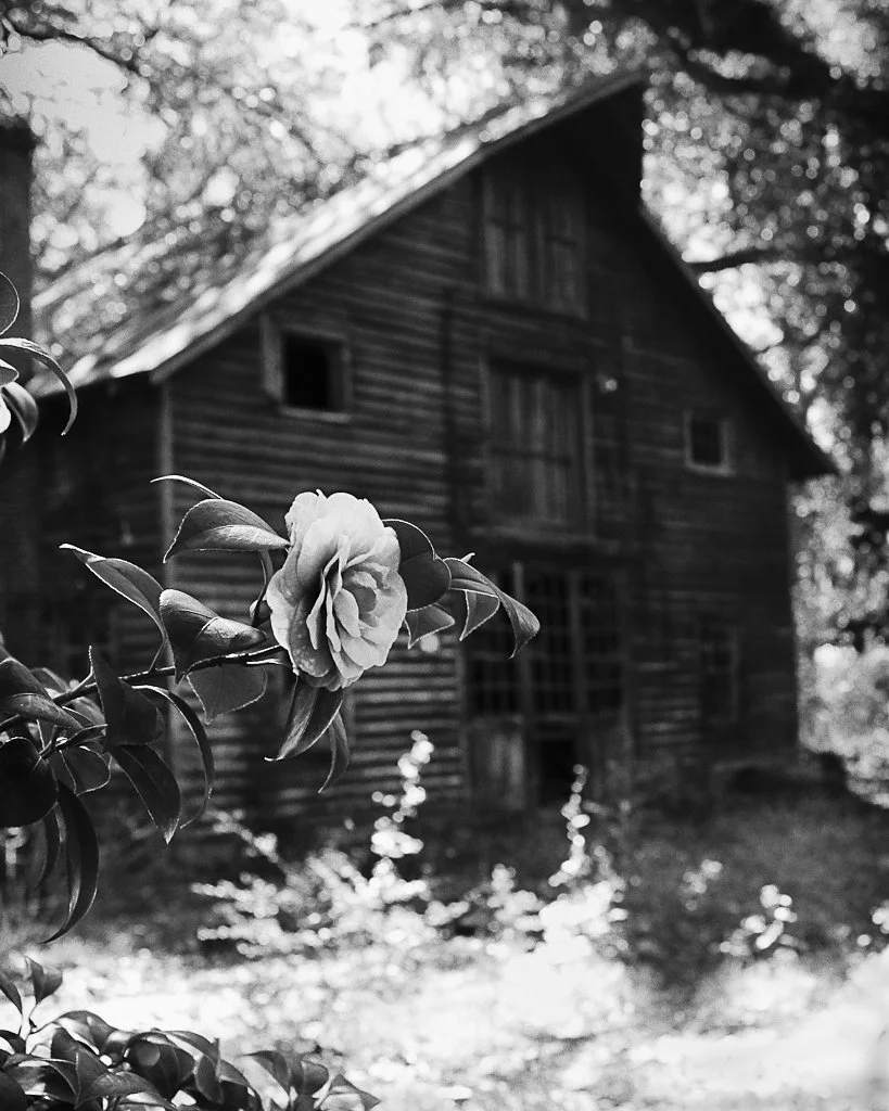Classic B&W: "Alone" Barn. Camellia. Trees. Ladys Island, Beaufort, SC