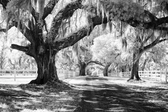 The Lowcountry