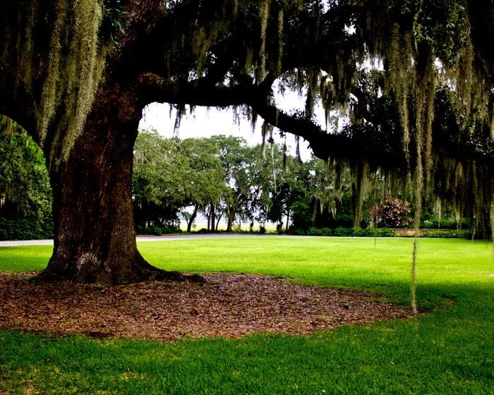 Simply Color-"Serene on the Green"  'The Point,' Beaufort SC.  (Published in Beaufort County 2012 Annual Calendar in Support of Rural and Critical Lands) Live Oak. Tree. Lawn. Spanish Moss. 