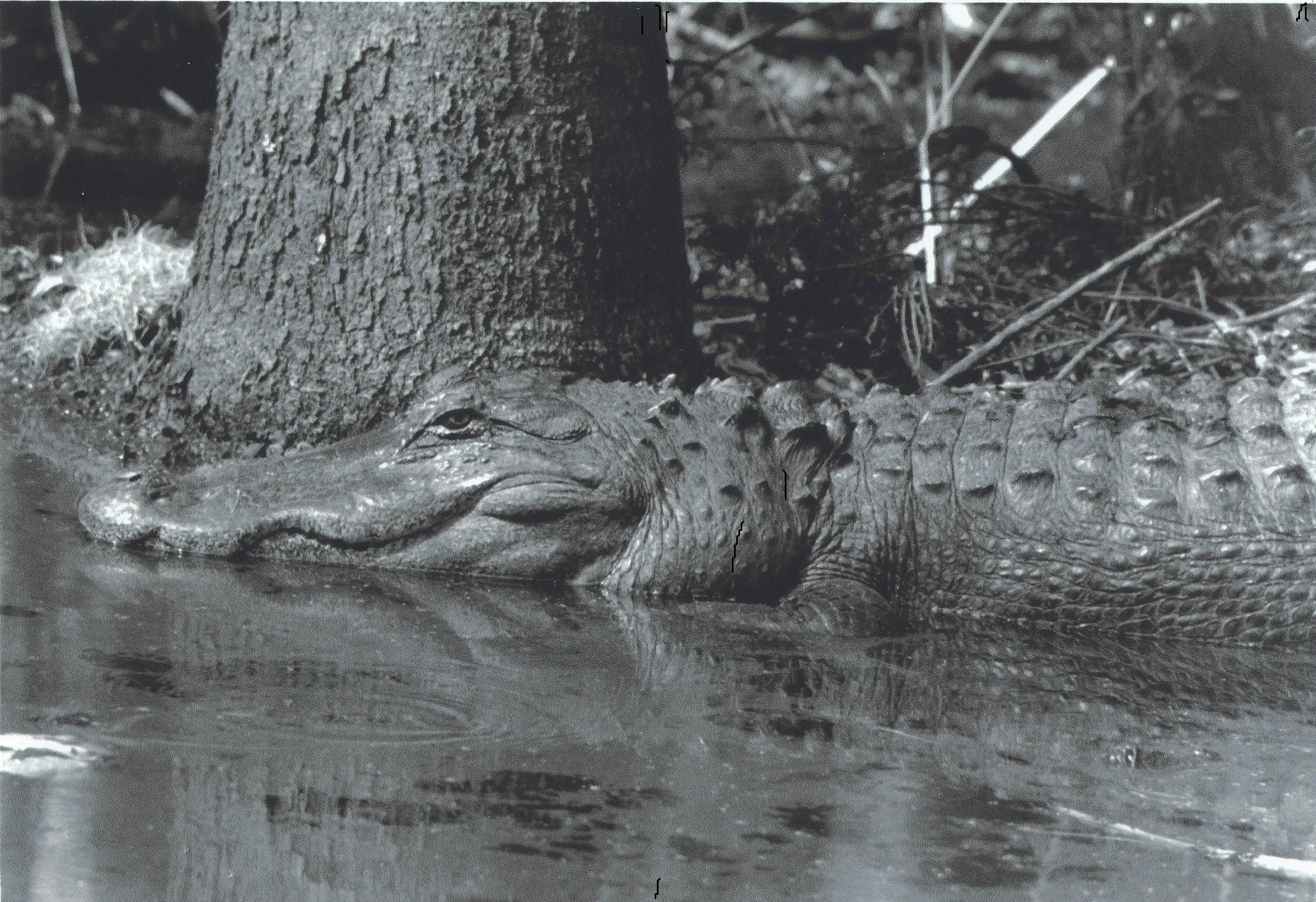 Classic B&W: Alligator "Who's the Fairest?" Water. Reflection. Tree. Donnelly Wildlife Management, Colleton Co SC