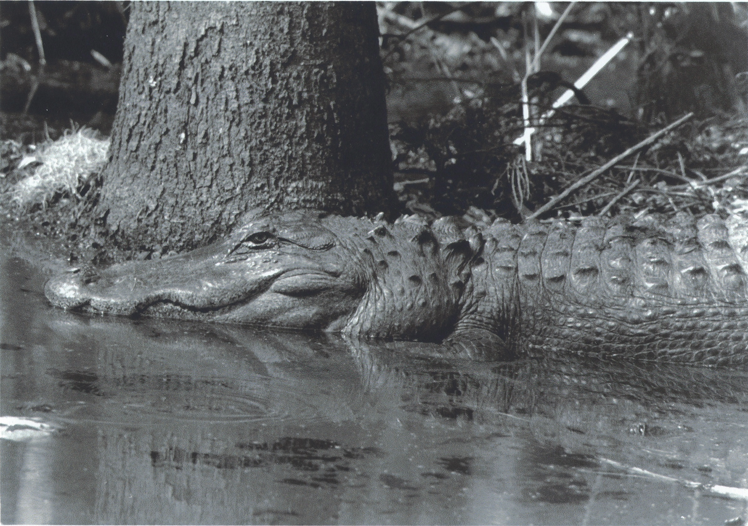 Classic B&W: "Who's the Fairest?" Alligator. Water. Tree. Reflection. Donnelly Wildlife Management , Colleton Co SC