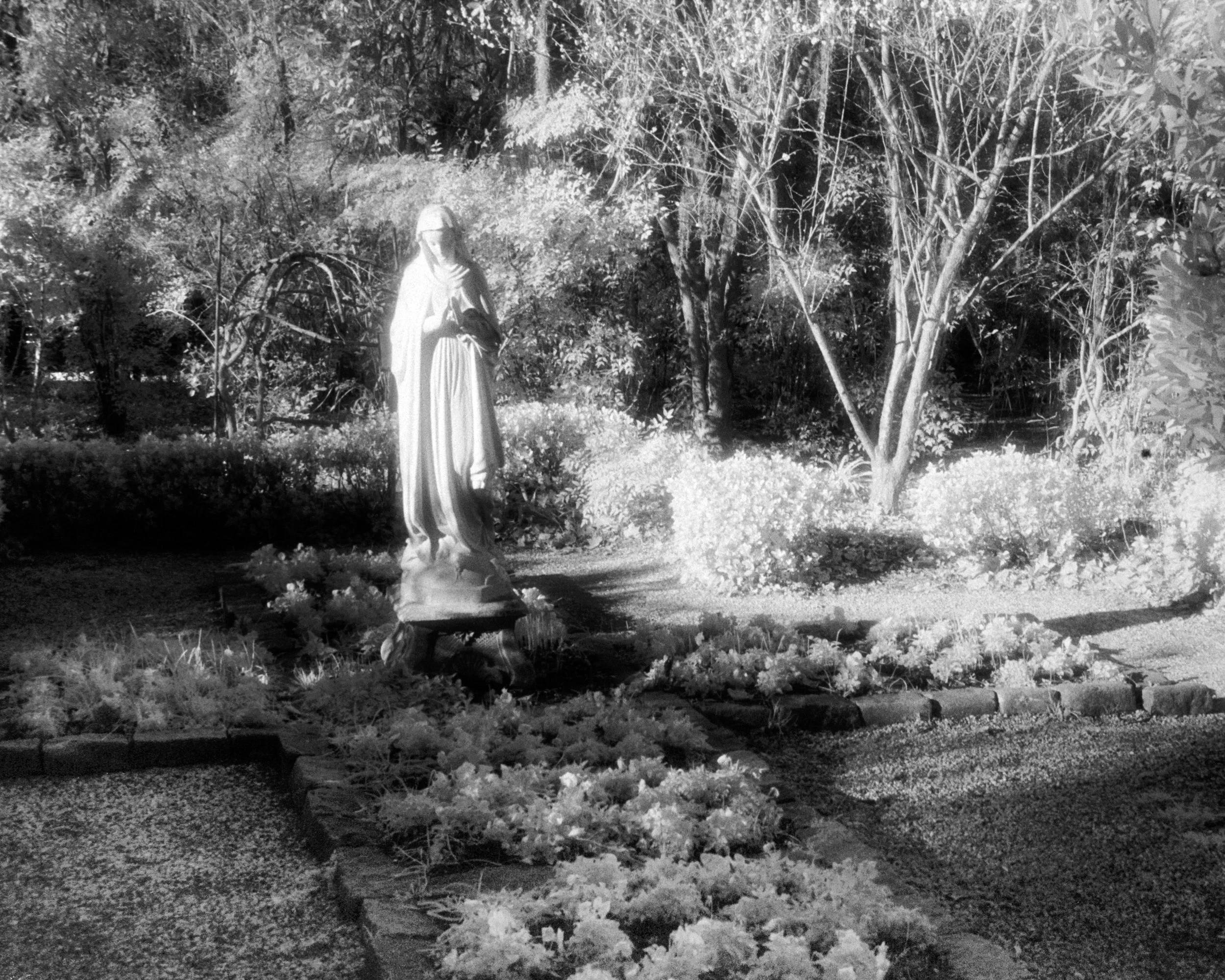 Infrared- "Blessed Mary in the Biblical Garden" Religious Statue. Virgin Mary. Cross Shape Garden. Magnolia Plantation & Gardens Charleston SC