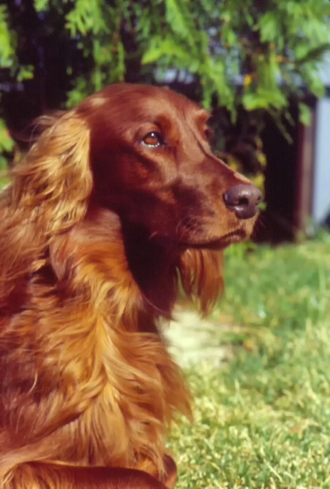 Simply Color- "Young Jamie"  Dog. Irish Setter. Red. Green. Regal. Portrait. NJ