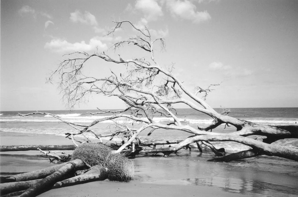 Classic B&W: "Waiting" Fallen Trees, Boneyard Beach, Roots. Clouds. Ocean. Hunting Island State Park, Beaufort County SC