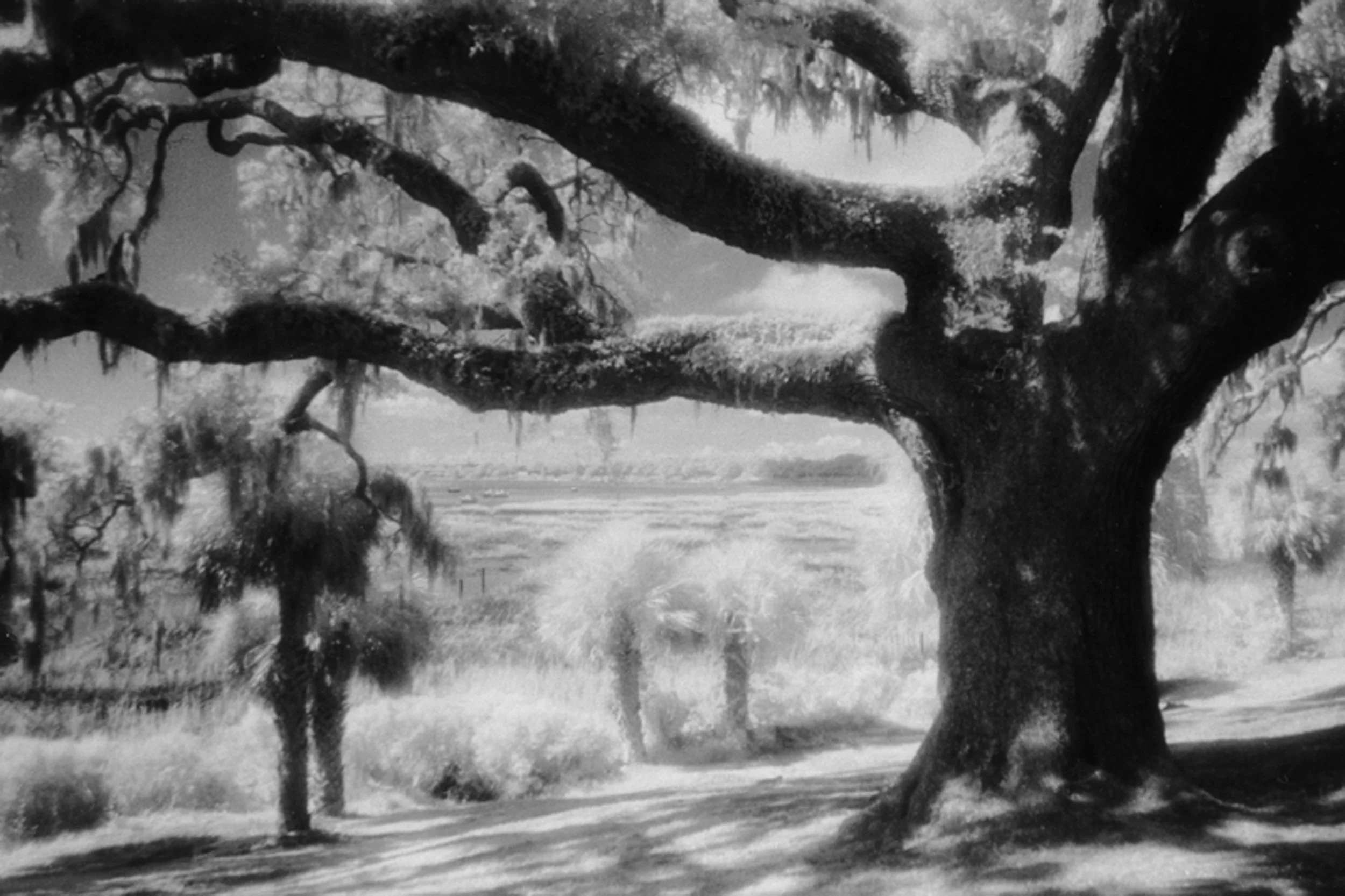 Infrared- "Beaufort River Bluff" Downtown Beaufort, Live Oak, Palmetto Trees, Marsh. SC