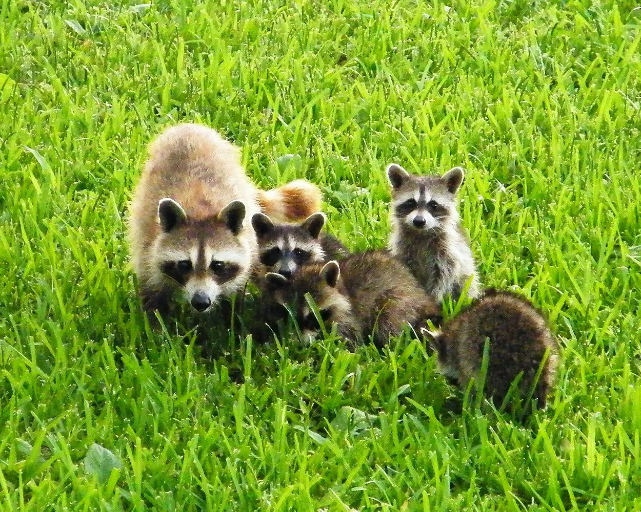 Simply Color- "Five Furry Faces" Raccoons. Mother. Babies. Four.  (Published in Beaufort County Annual Calendar in Support of Rural and Critical Lands). Beaufort, SC