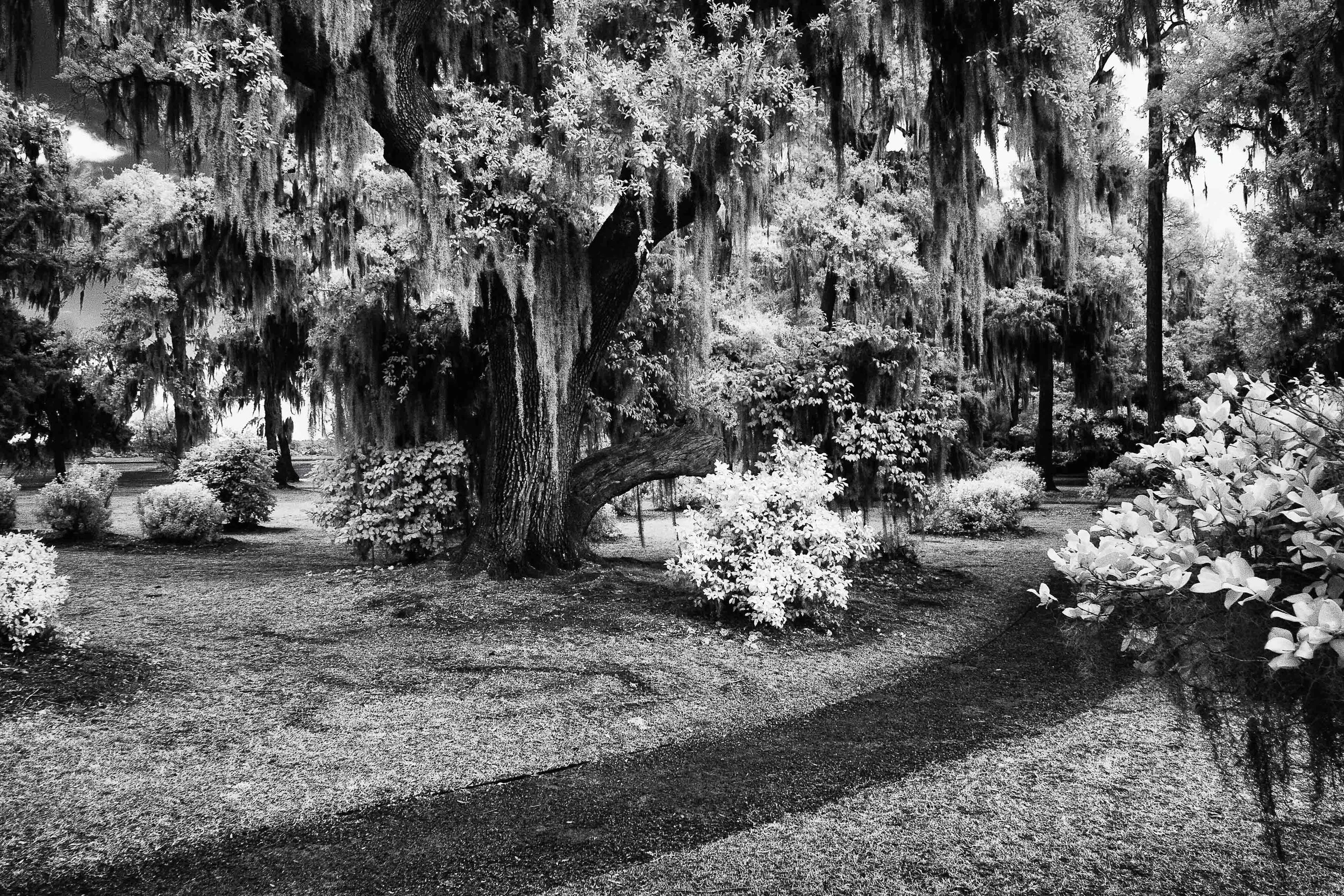 Infrared- "Kate Gleason Park in Bloom" ; Path. Trees. Azaleas. Beaufort, SC