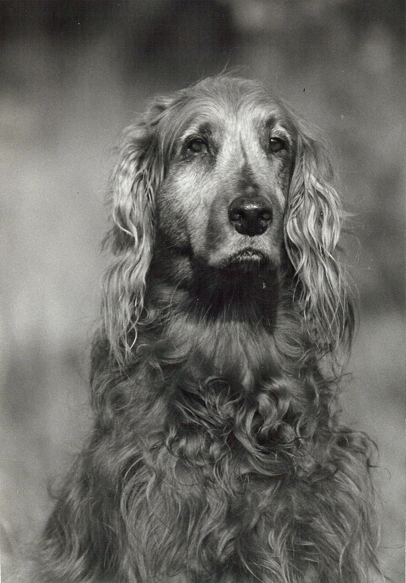 Classic B&W:  "Jamie" Dog. Irish Setter. Aged. Portrait.  NJ