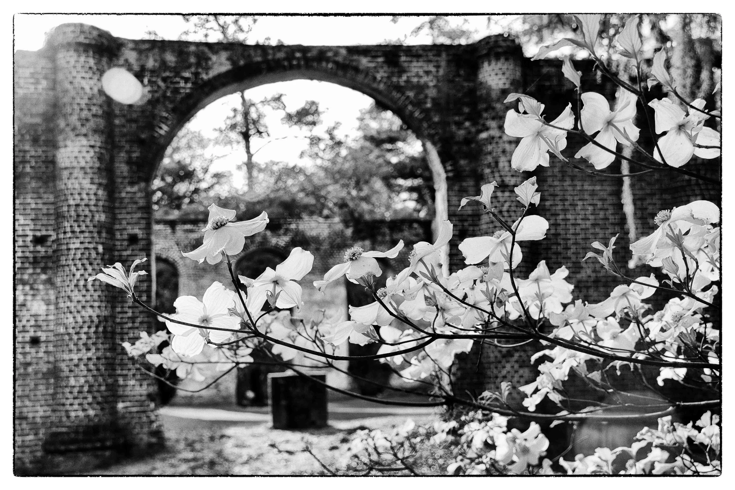 Classic B&W: "Dogwoods at Old Sheldon Church" Ruins. Arch. Brick. Columns. Trees.Branches. Flowers. Beaufort County SC