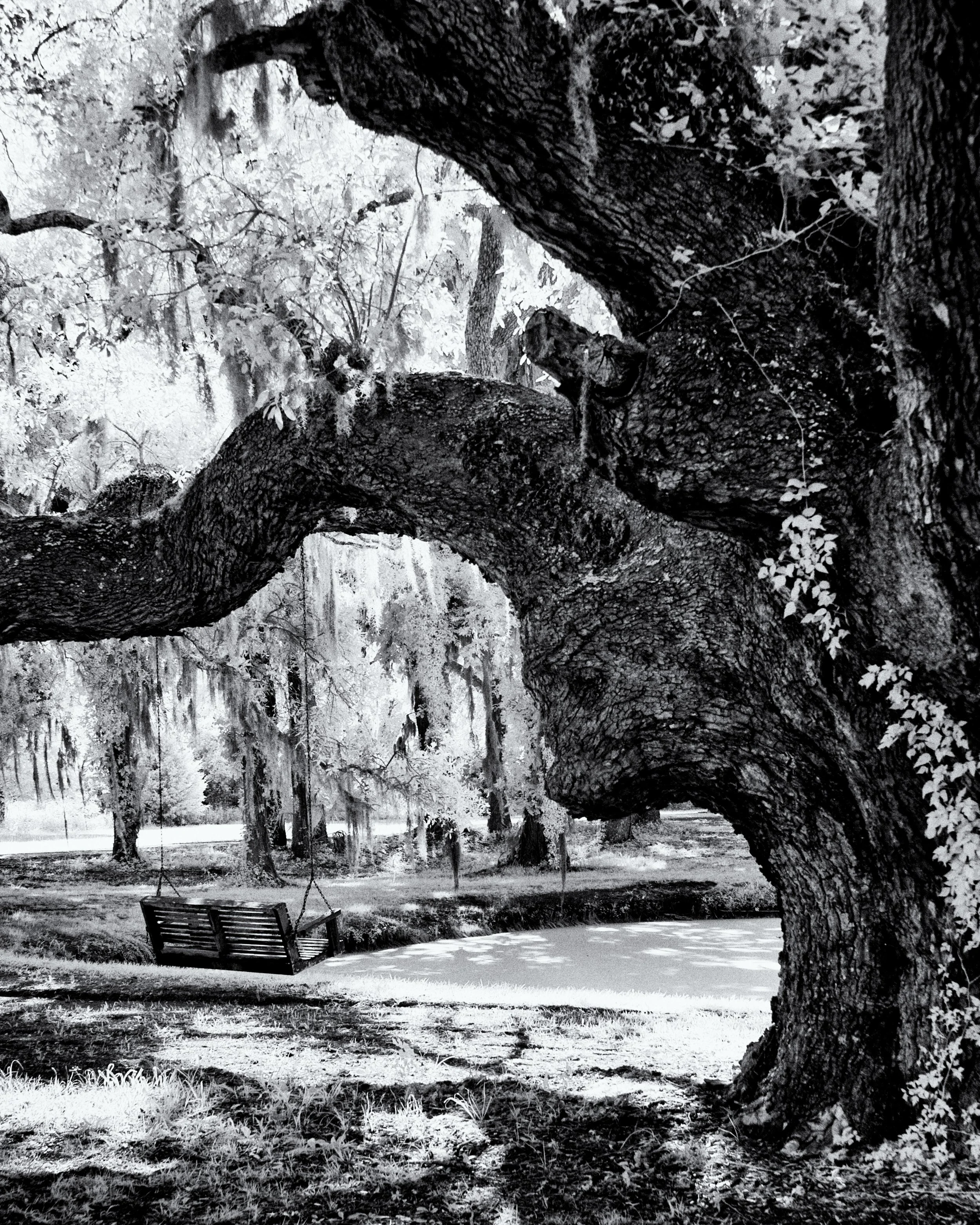 Infrared- "Swing Under Live Oak" Agape Oaks Event Space. Tree. Wood. St. Helena Island, SC