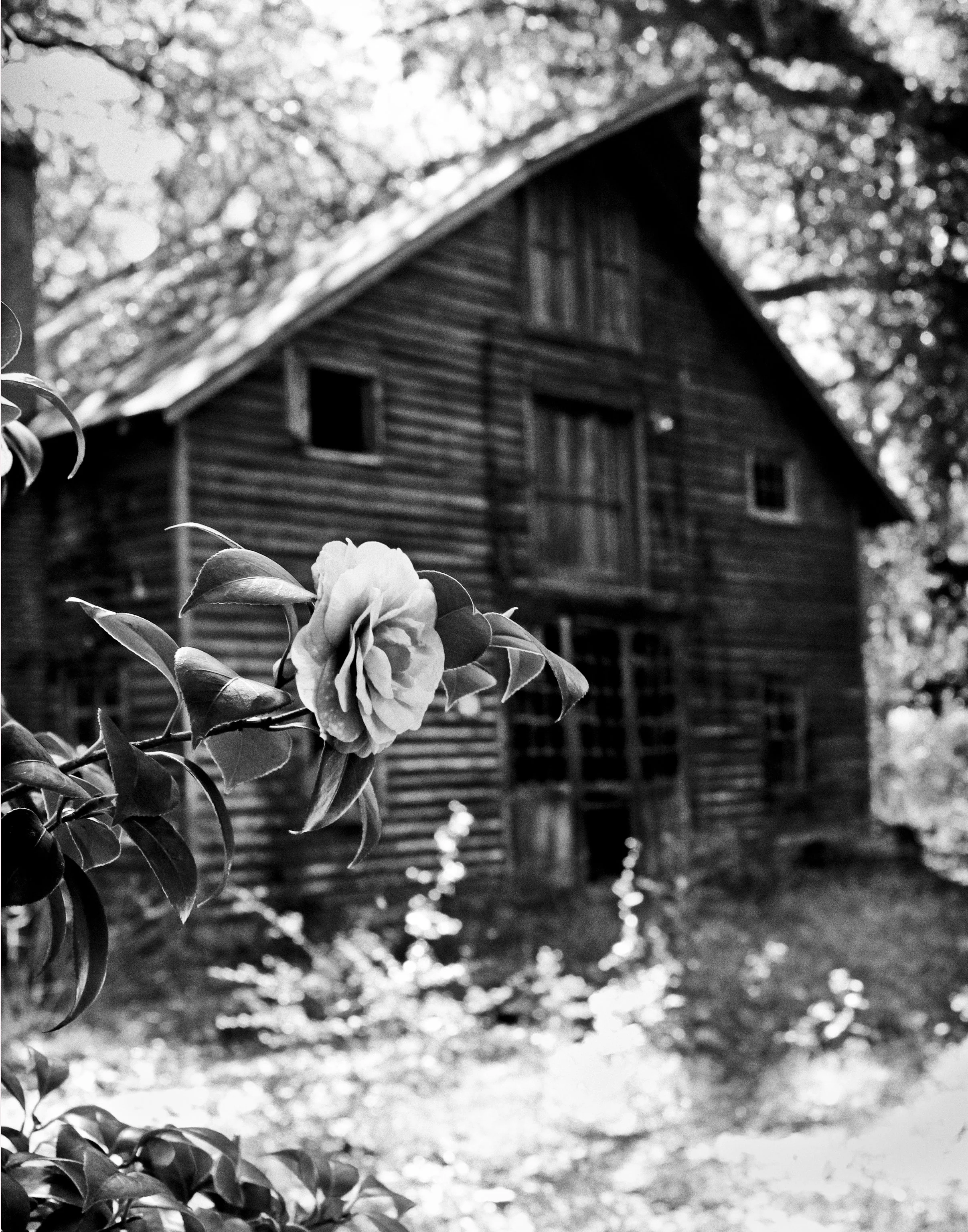 Classic B&W: "Alone" Camellia & Barn, "Winter Rose" Flower. Ladys Island, Beaufort County, SC