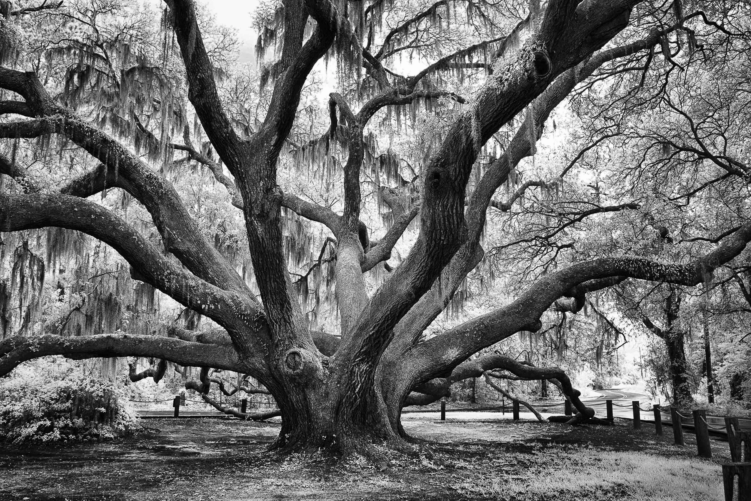 Infrared- "Oak at Carolina Shores" Grays Hill, Beaufort, SC