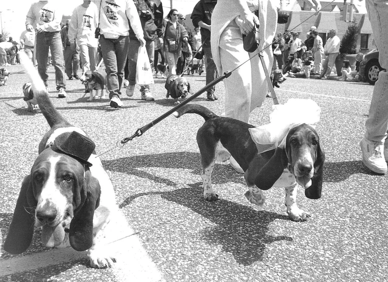 Classic B&W: "Beagle Brigade Wedding" Ocean City, NJ. Dogs. Street. Hat. Veil. Marchers. Annual DooDah Parade. 