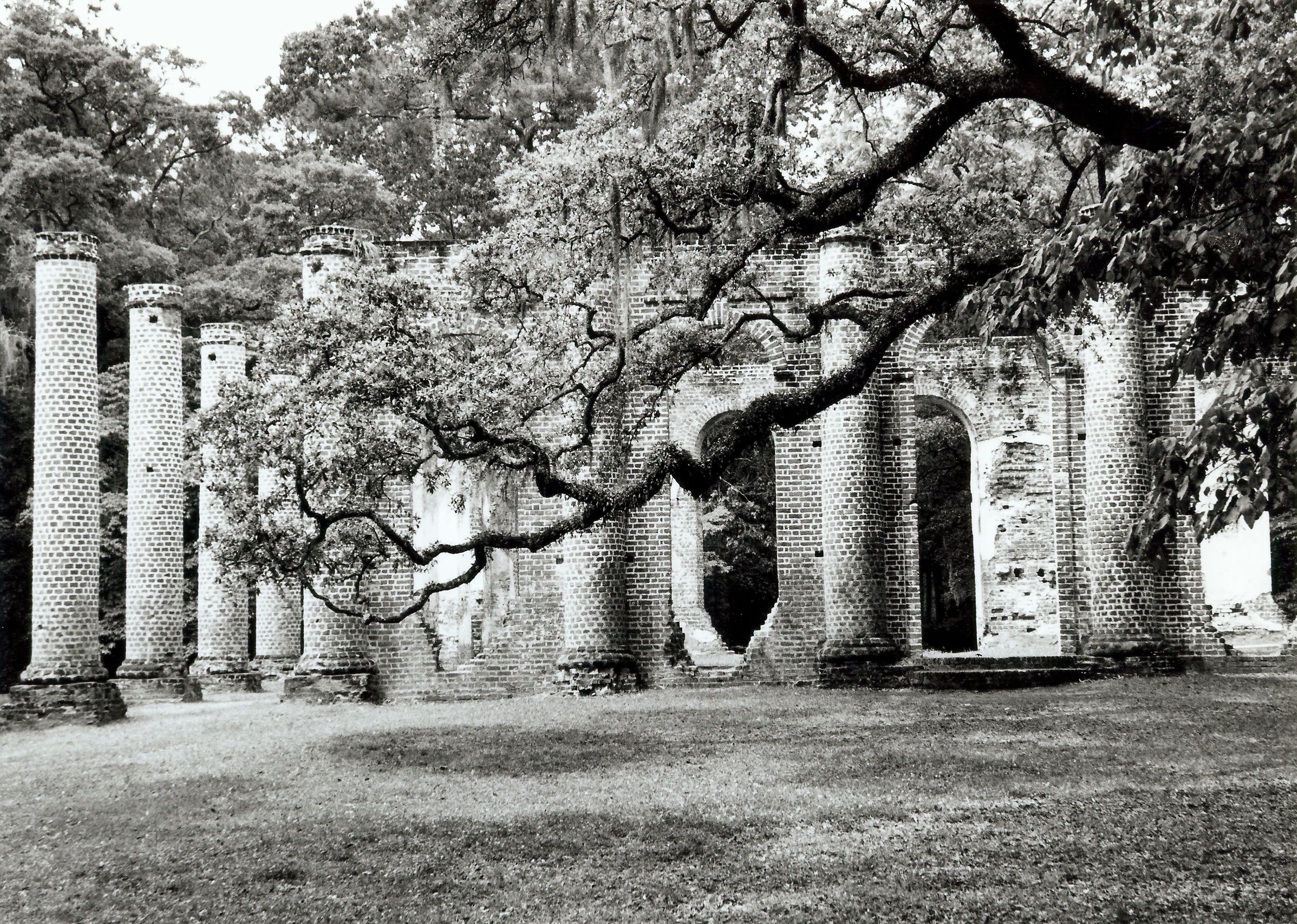 Classic B&W: "Old Sheldon Church Ruins" Brick. Tabby. Columns. Live Oak. Tree. Beaufort, SC