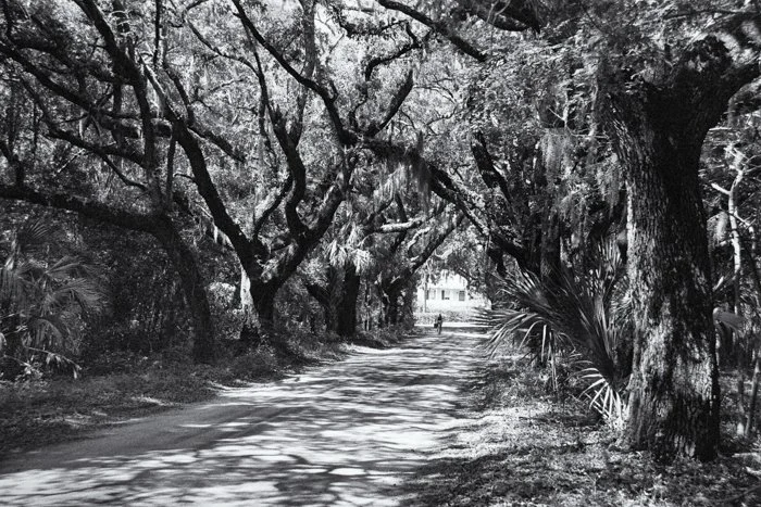 Classic B&W: "Bicycler at Coffin Point" Man. Dirt. Road. Avenue of Oaks. St. Helena Island, Beaufort County, SC