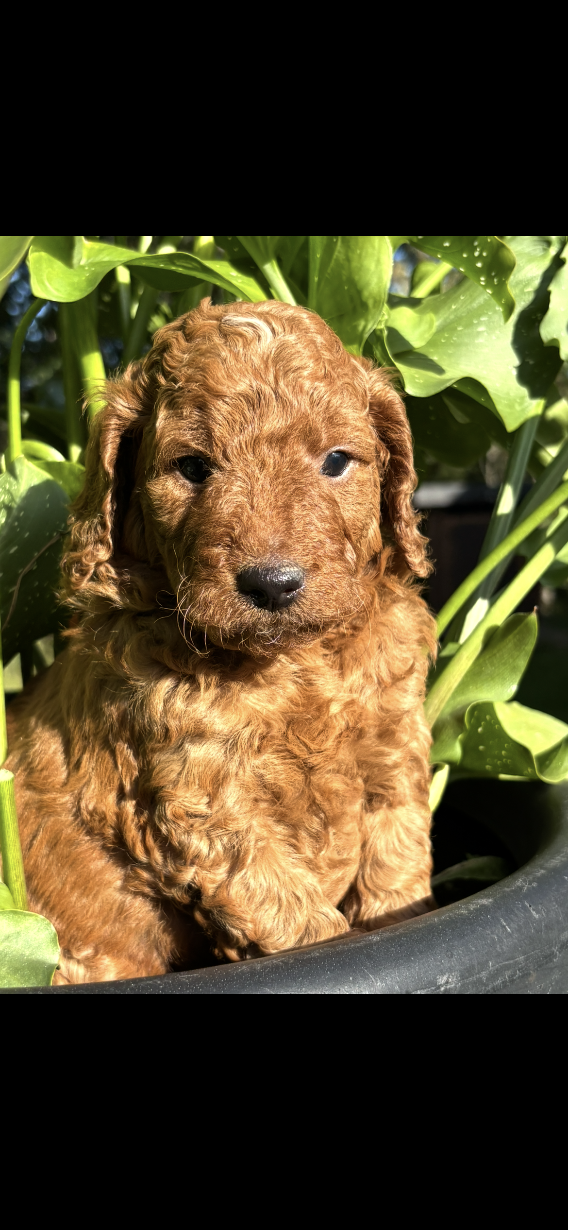 Puppy #3