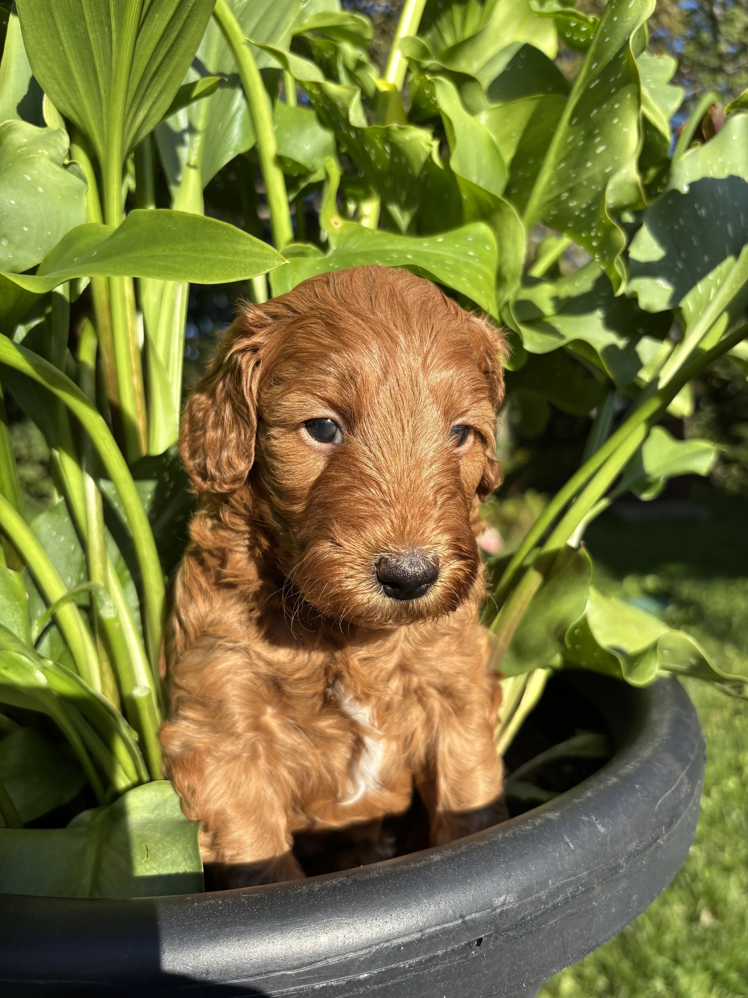 Puppy #6