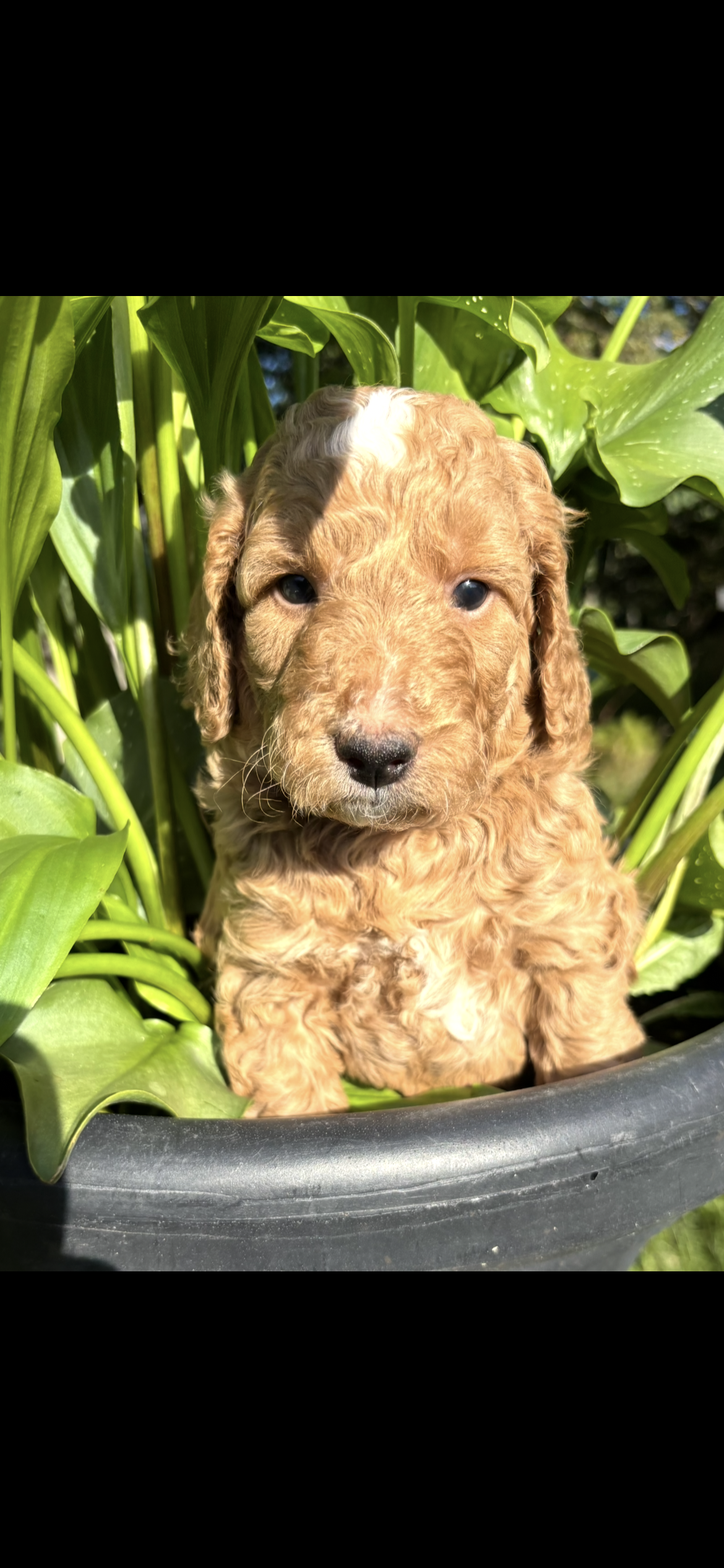 Puppy #4