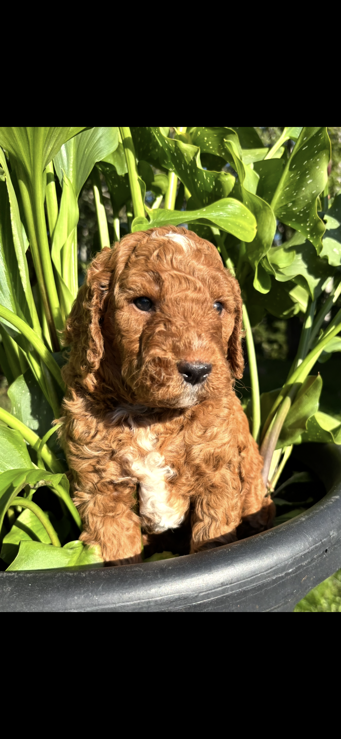 Puppy #2