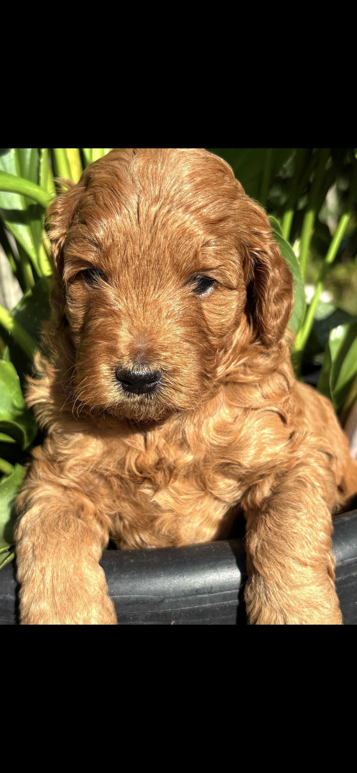 Puppy #1