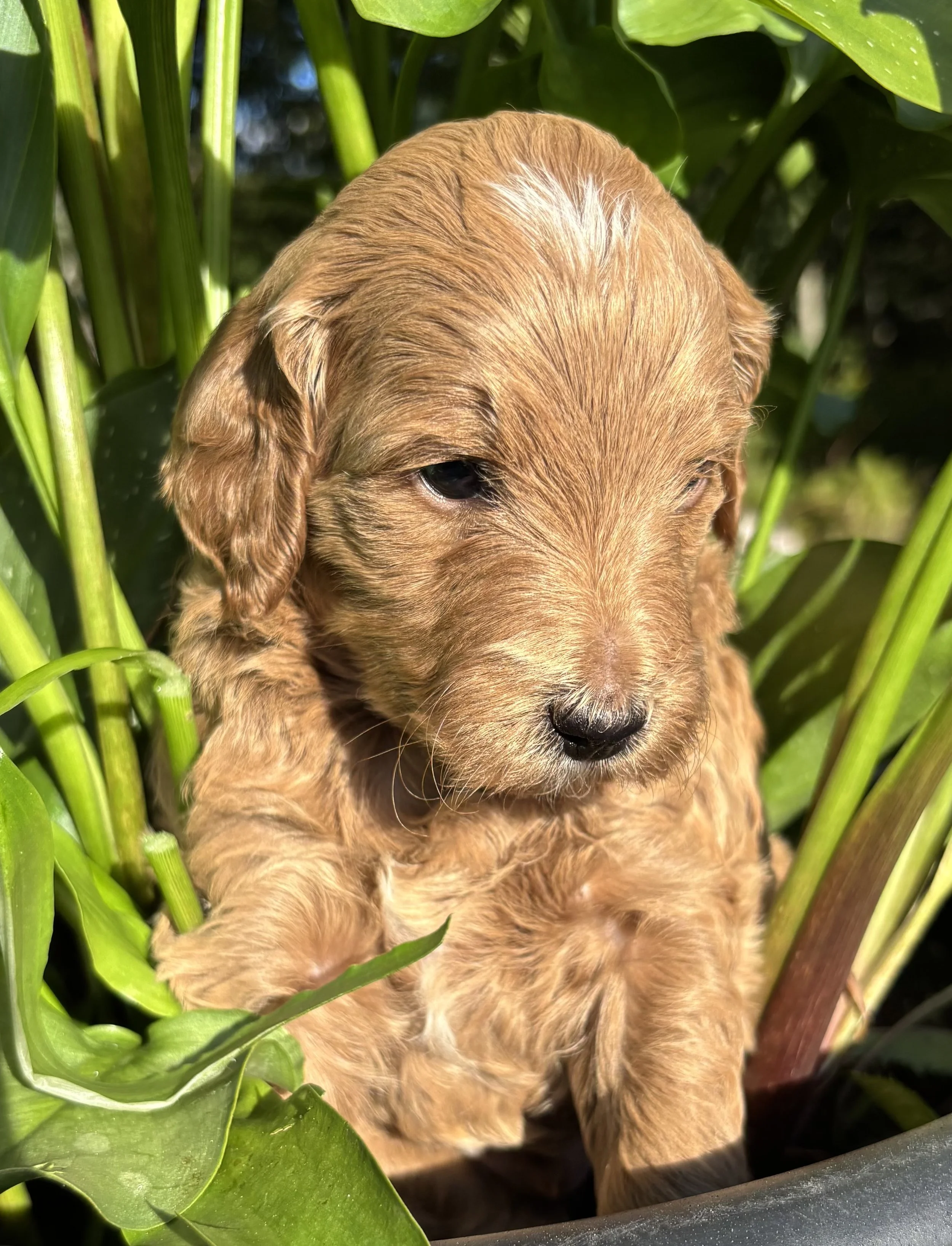 Puppy #5