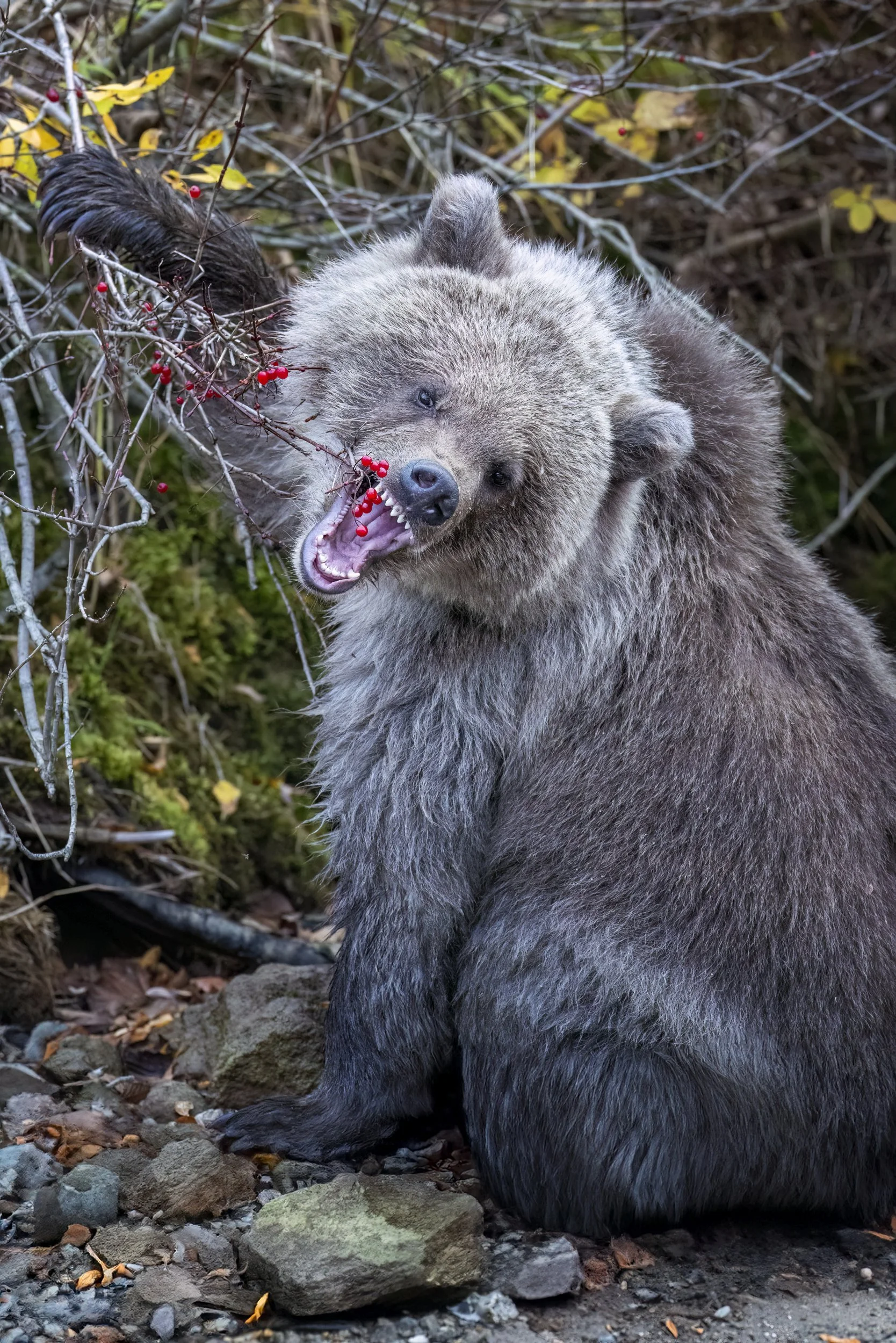 berrycub.jpg