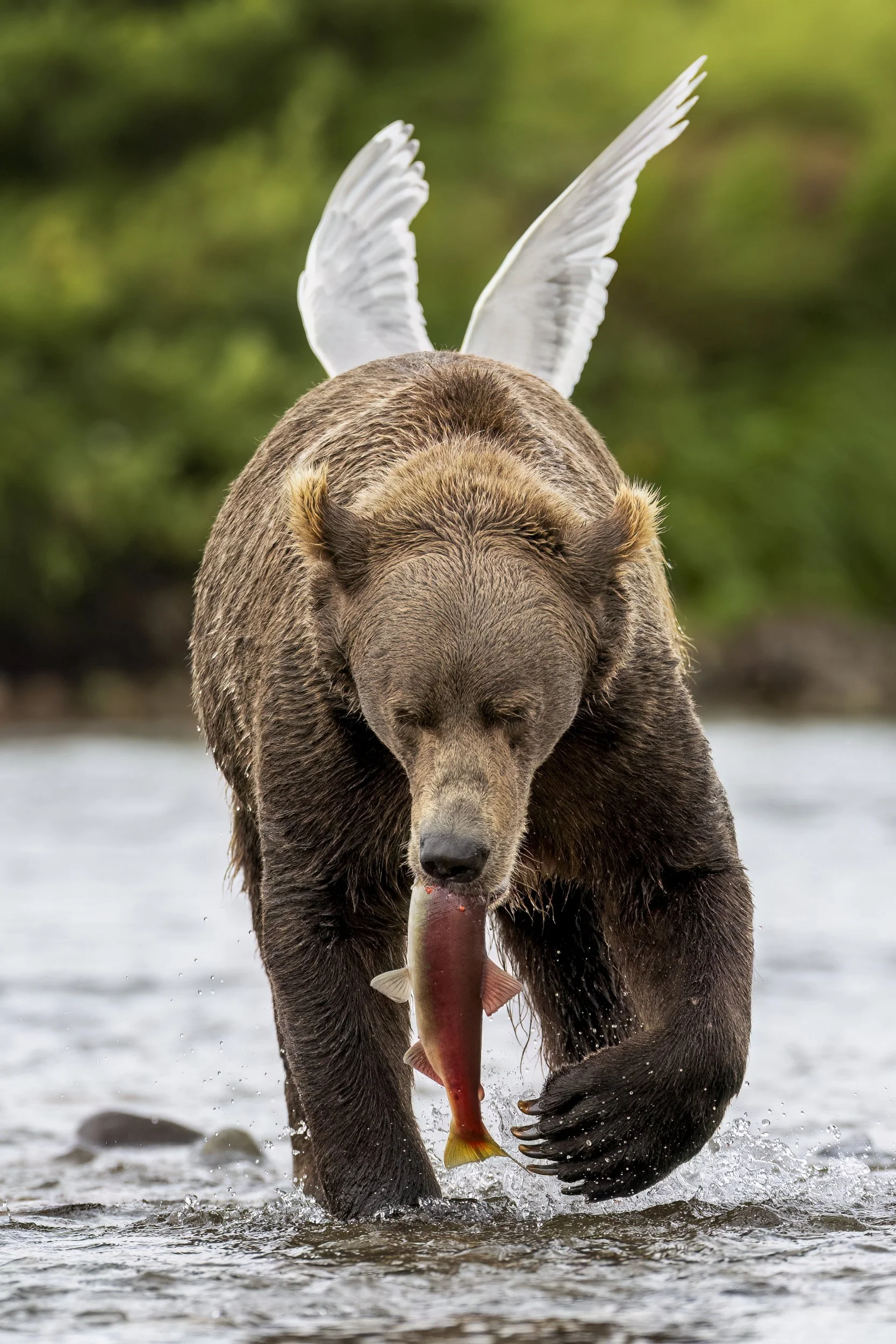 angelbear.jpg