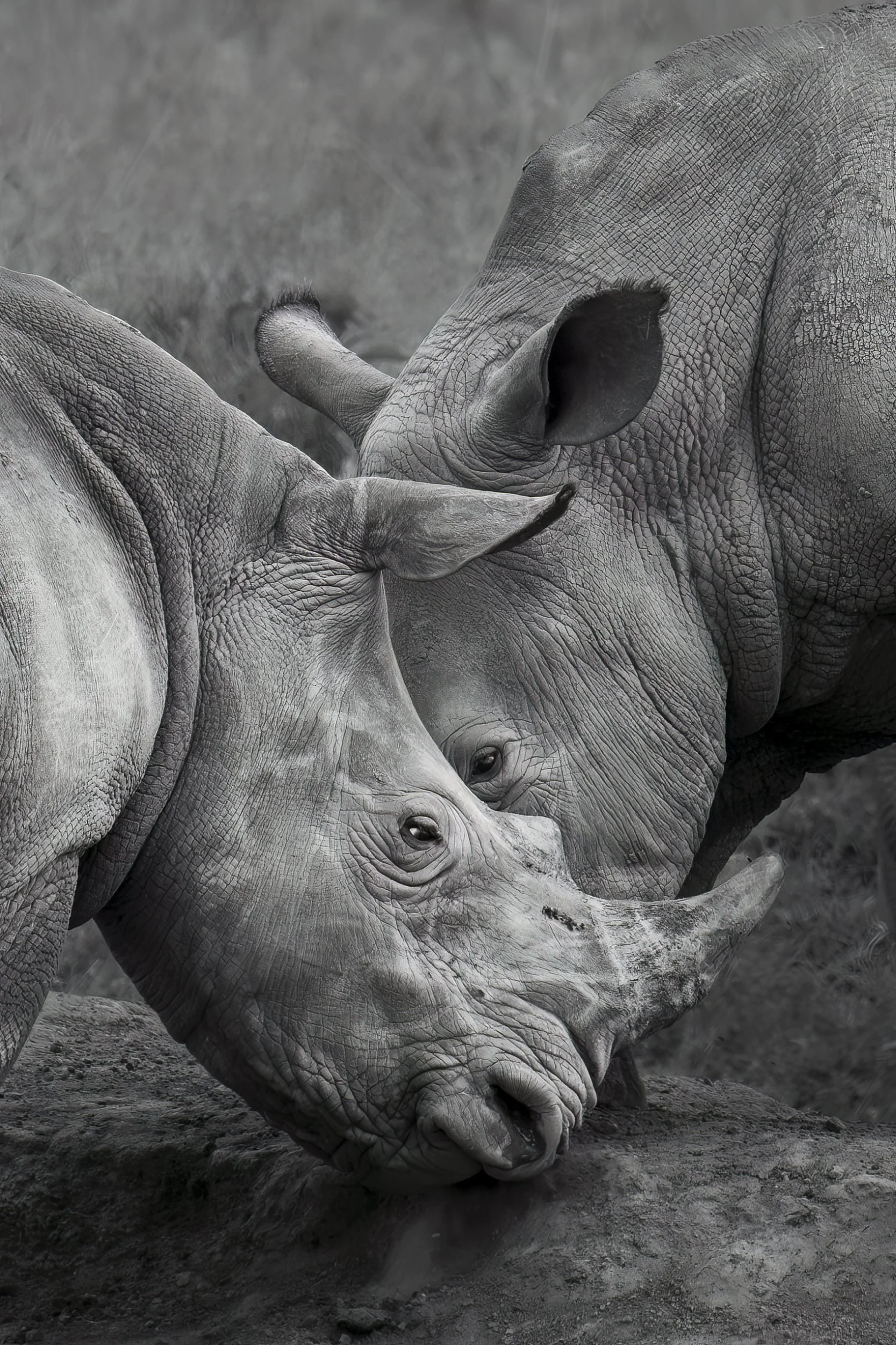 bandwrhino.jpg