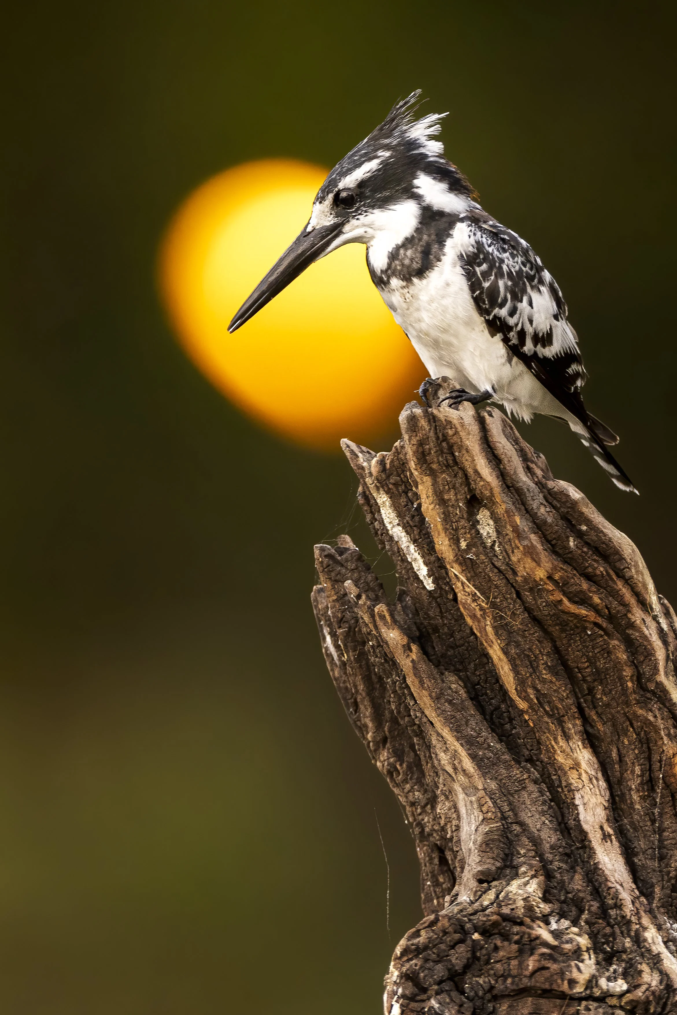Pied kingfisher perched on a weathered stump against a setting sun