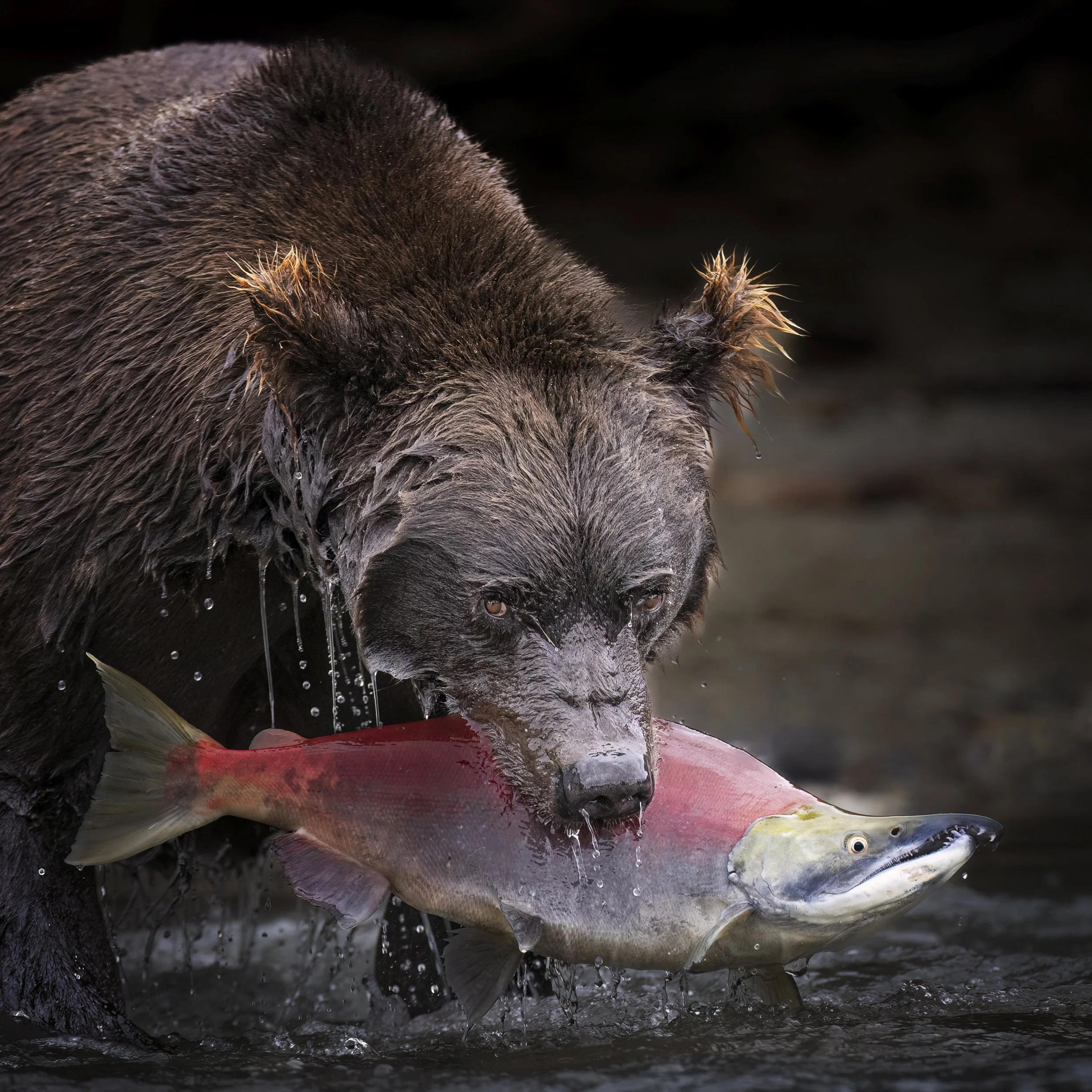 redfishsow.jpg